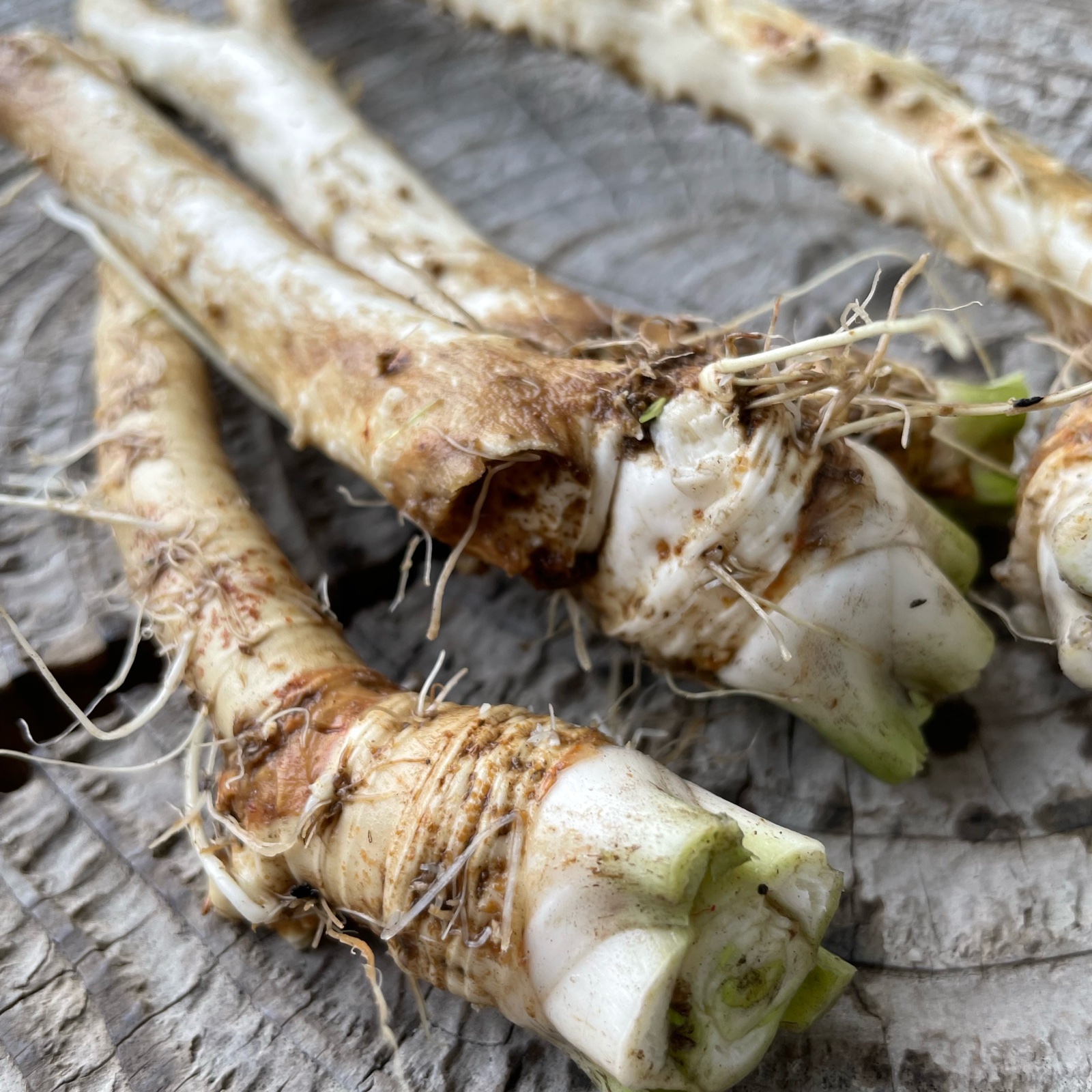 山わさび】ホースラディッシュ | 野菜/その他野菜 産直アウル 農家から