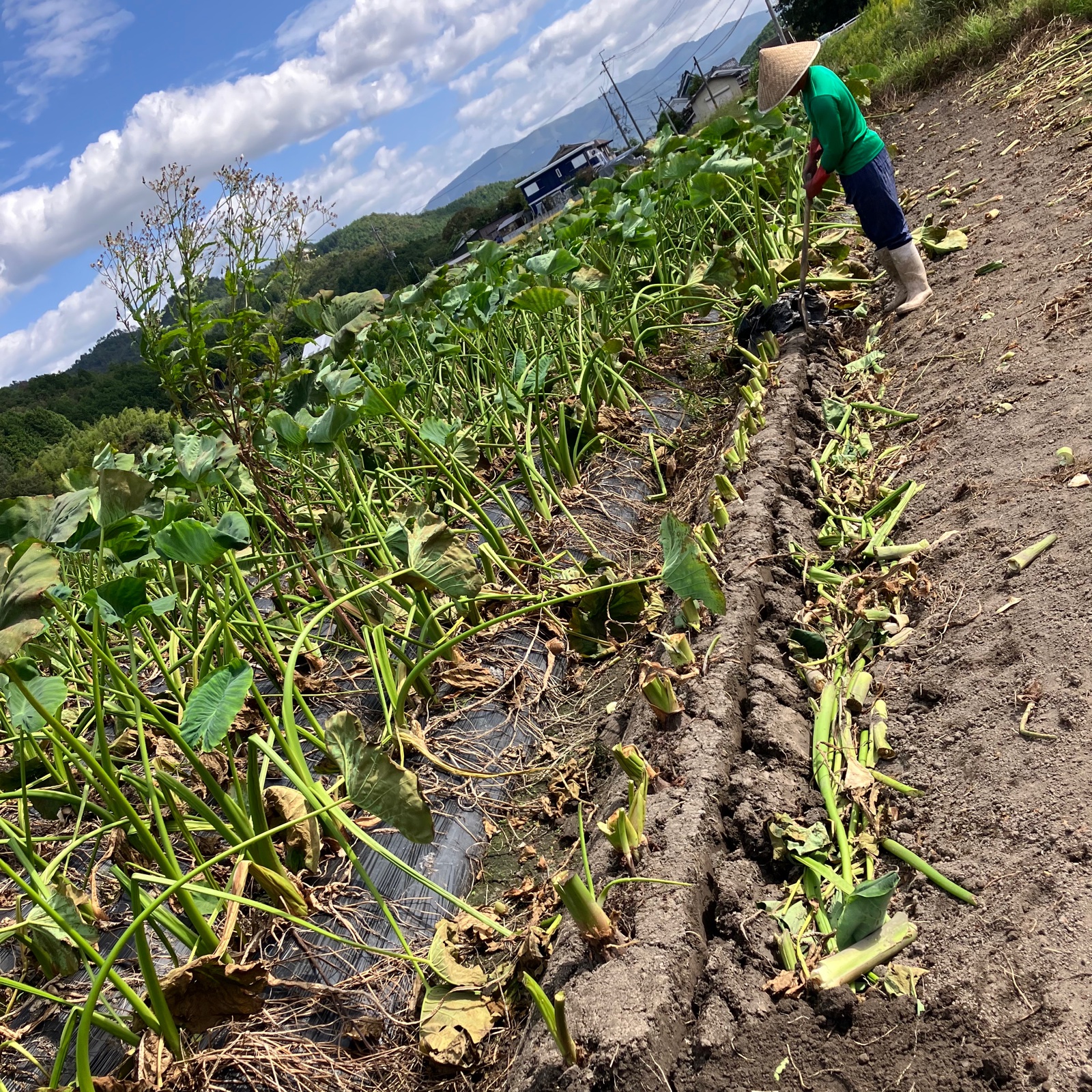 農家直送！里芋10キロ 無農薬無化学肥料栽培 【公式通販】