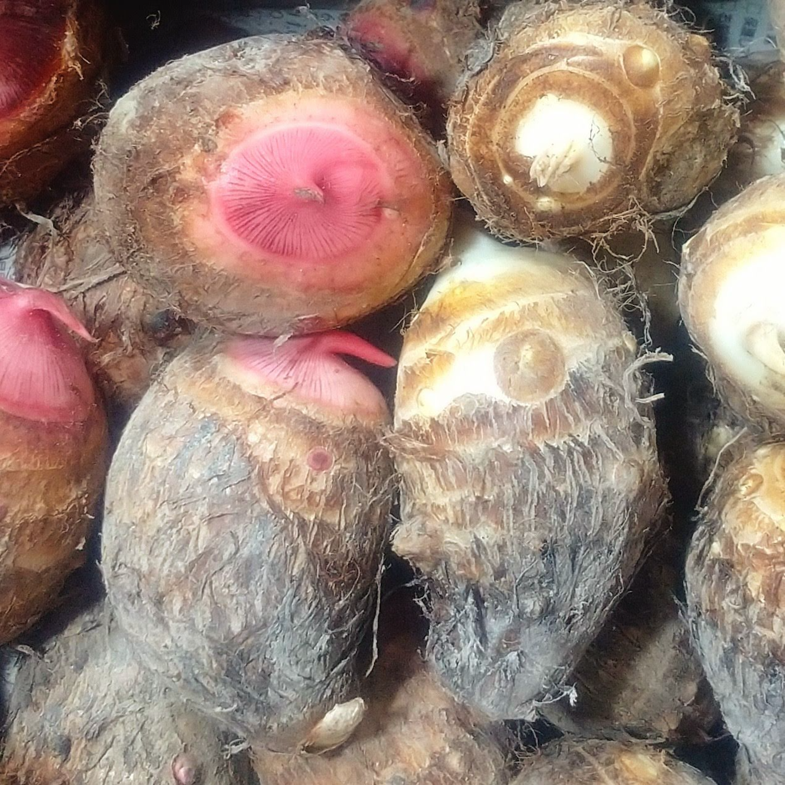 千葉産里芋セレベス1箱9kg hana farm