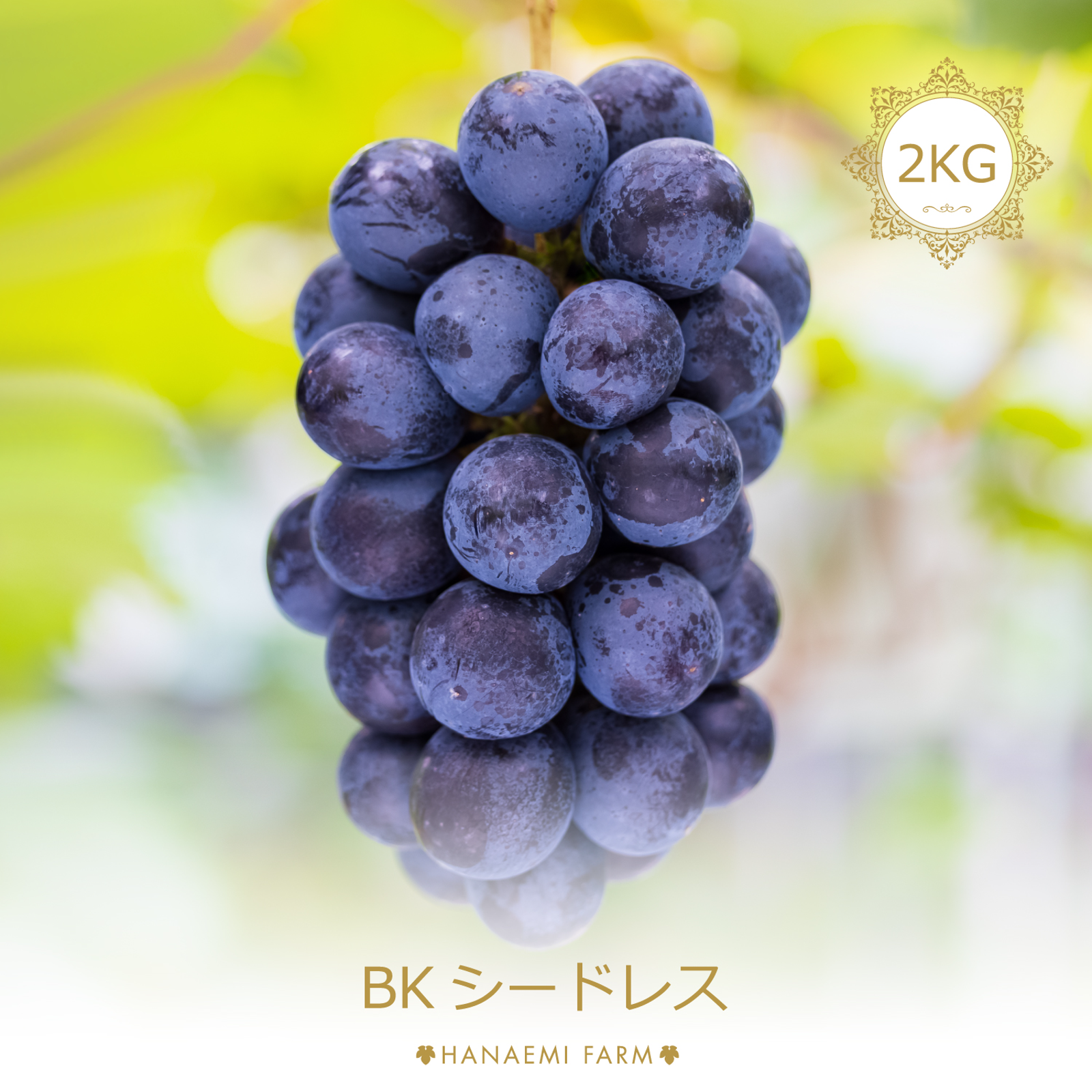 2品種！大房BKシードレス&葡萄の王様巨峰！２kg以上！重くて3房〜4房で目一杯箱詰め！！ 先行予約】 やまんどん BKシードレス 3房から5房 （約2kg） 【2026年8