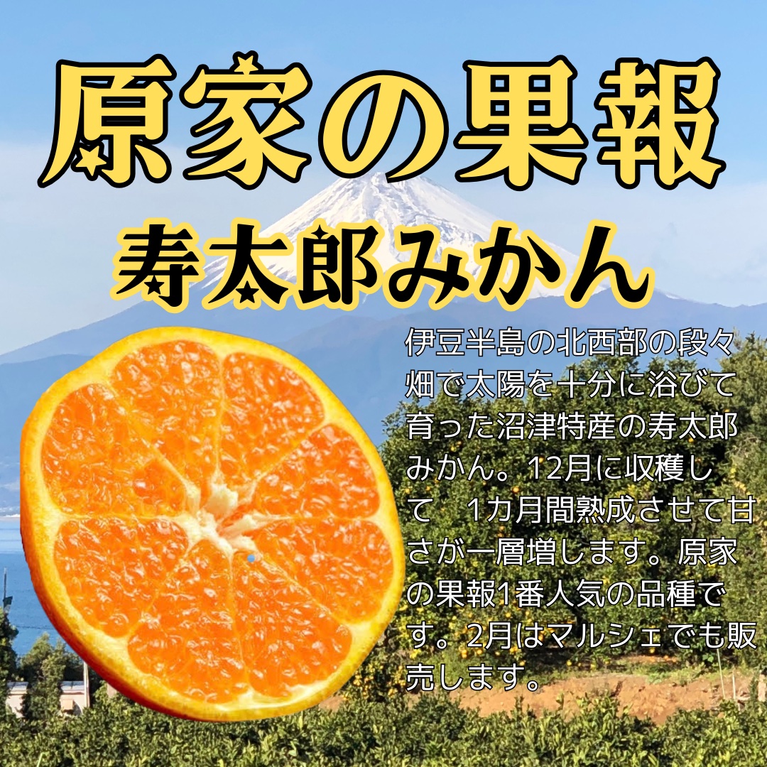原家の果報「寿太郎みかん」 ｜ 果物/温州みかん 産直アウル 農家