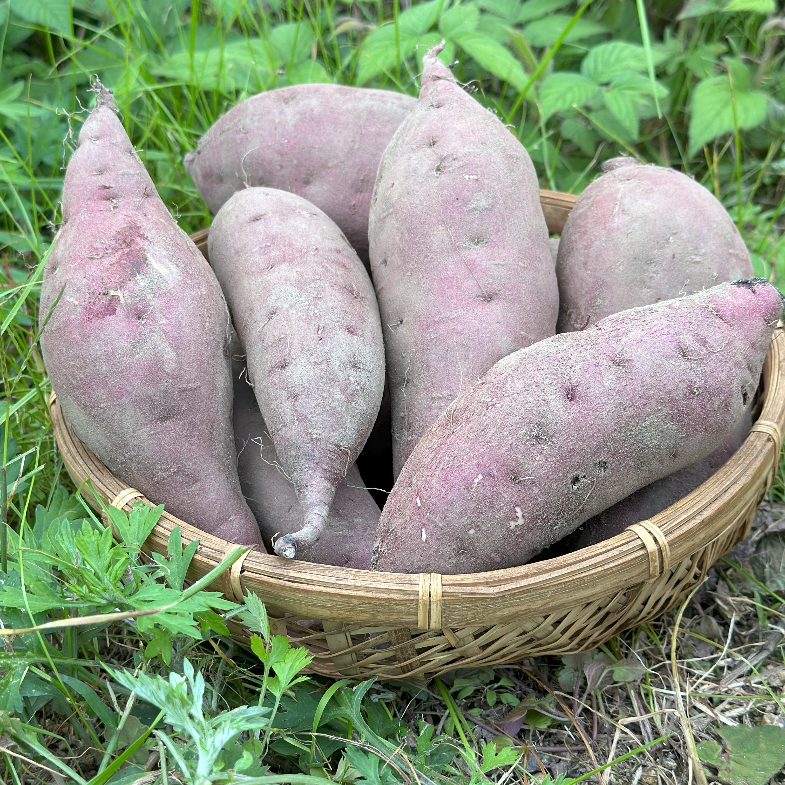 農薬化学肥料不使用】一カ月熟成ねっとり紅はるか・皮までおいしい5 