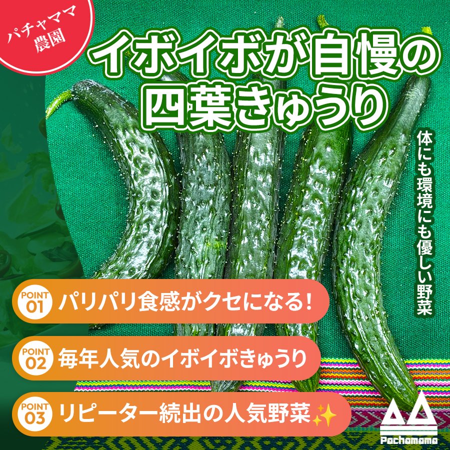 きゅうり3kg ｜ 野菜/きゅうり 産直アウル 農家・漁師など生産者から