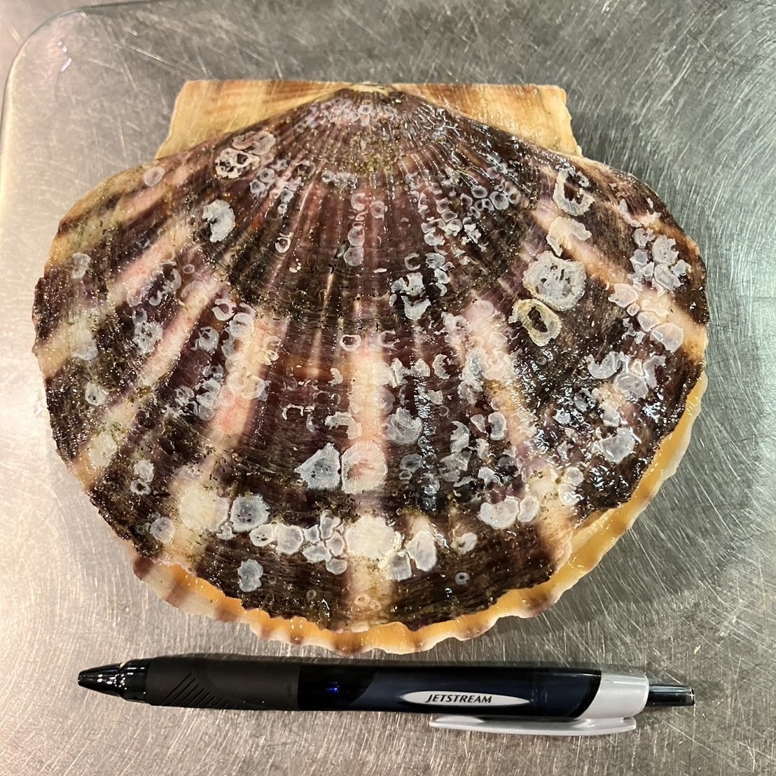 北海道野付産】天然殻付き活ほたて 4年もの 2kg（6枚～8枚）※沖縄