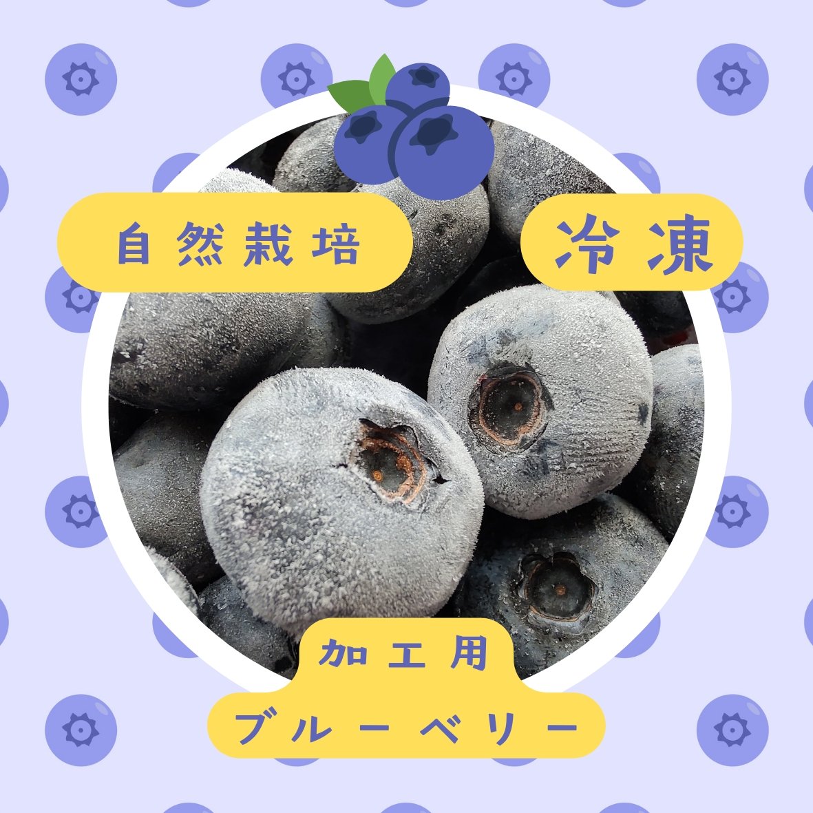 【農薬・肥料不使用】山口県産 冷凍ブルーベリー 10kg ハイブッシュ系 冷凍ブルーベリー（ハイブッシュ） ｜ 果物/ベリー類 産直アウル 農家