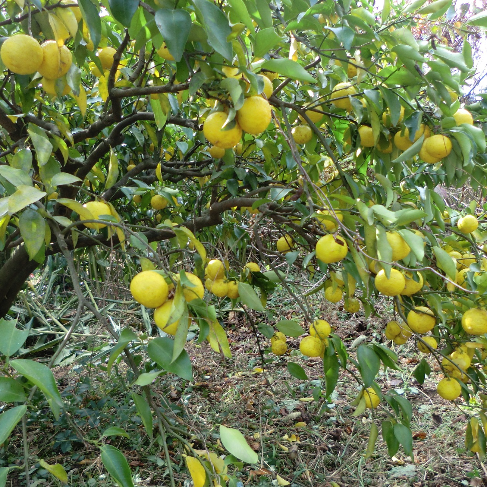 おまけ付き　大量　柚子　ゆず　10kg 【無農薬】　花柚子　11キロ　約200個