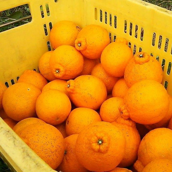 とりさん専用！！☆不知火(デコポン)　瀬戸田産☆　15キロ(箱込み) 送料無料】広島県瀬戸田産【訳あり】デコポン 10kg 不知火 商品詳細