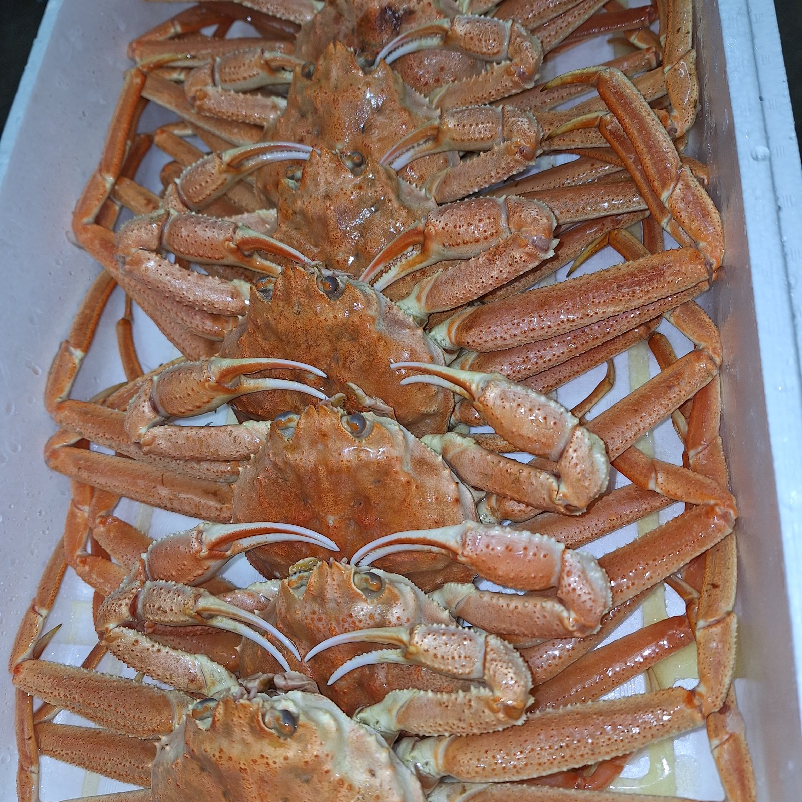 北海道産浜茹でオオズワイガニ3kg詰め (8尾) ｜ 魚介類/カニ 産直
