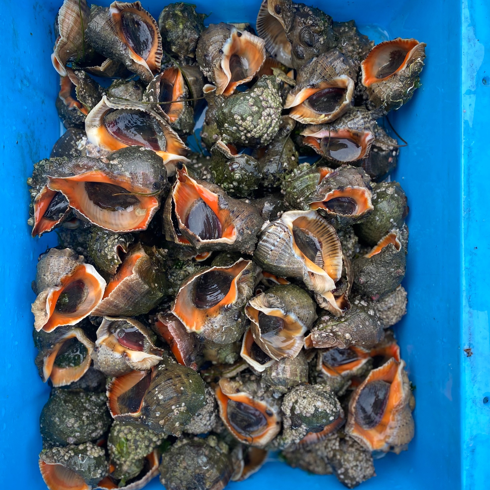 天然殻付きニシ貝 ｜ 魚介類/その他魚介 産直アウル 農家・漁師など