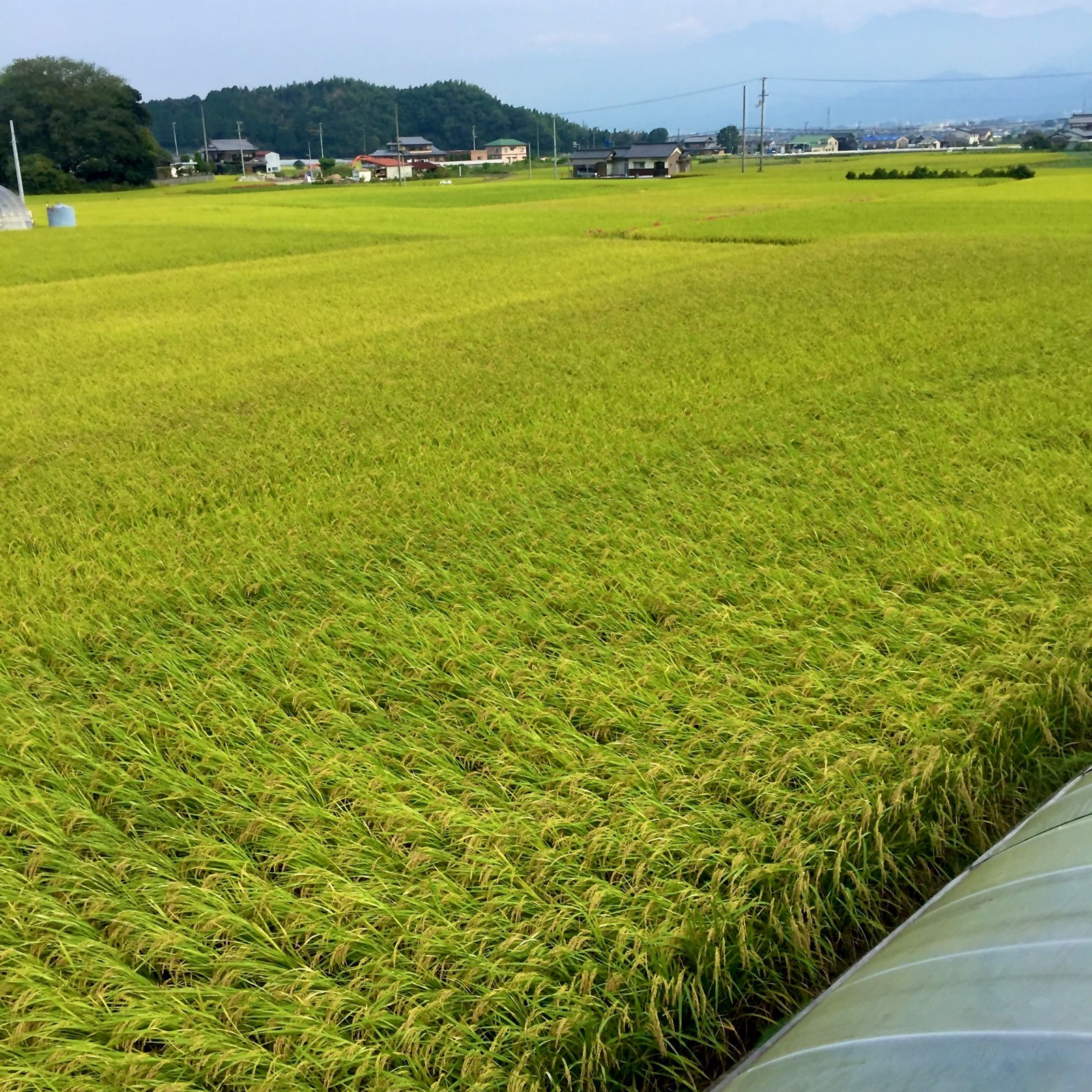 愛媛県西条産 にこまる 玄米 10キロ ｜ 米・穀物/玄米 産直アウル 農家