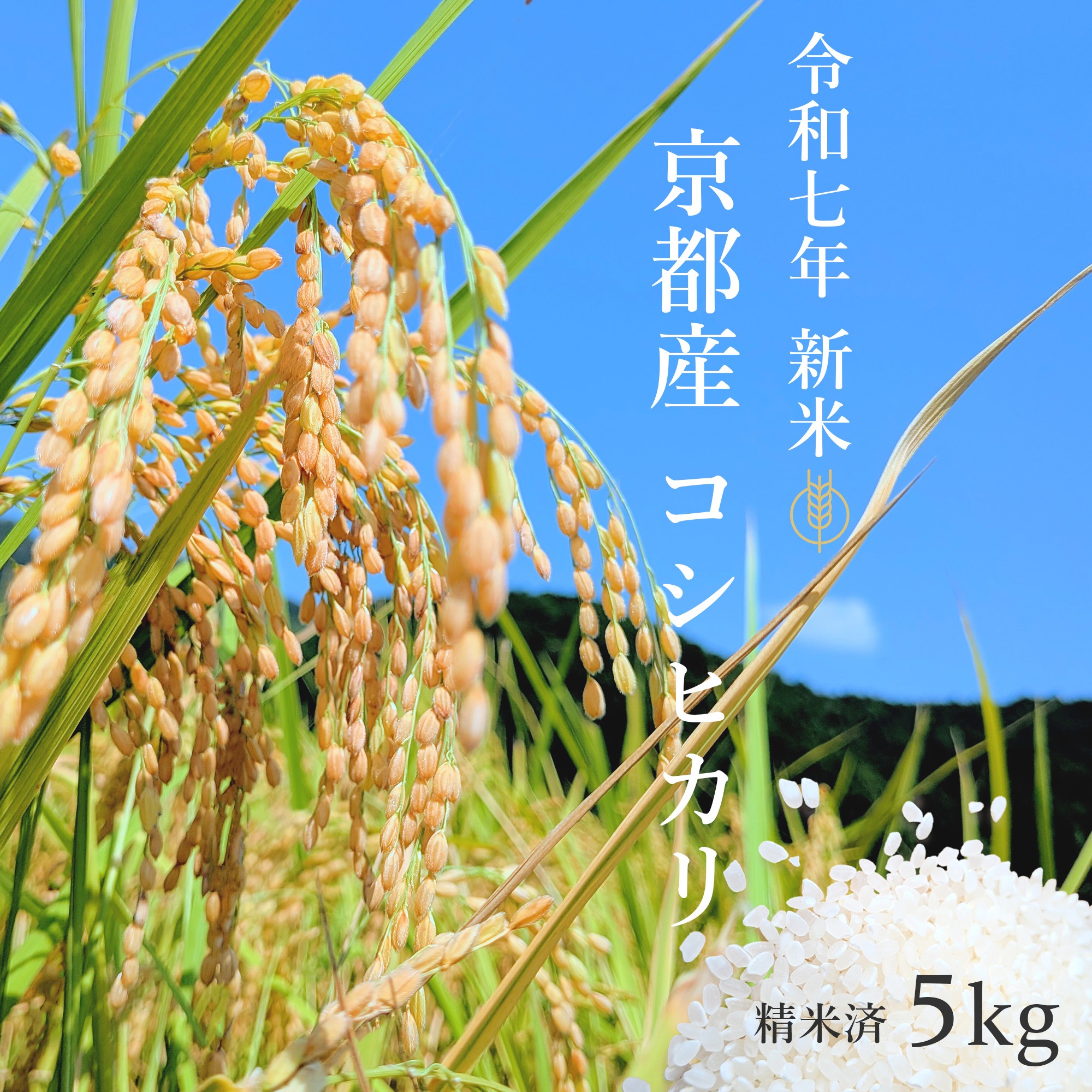 令和7年 新米】京都府産 お米 コシヒカリ 【精米済 5kg】 ｜ 米・穀物 