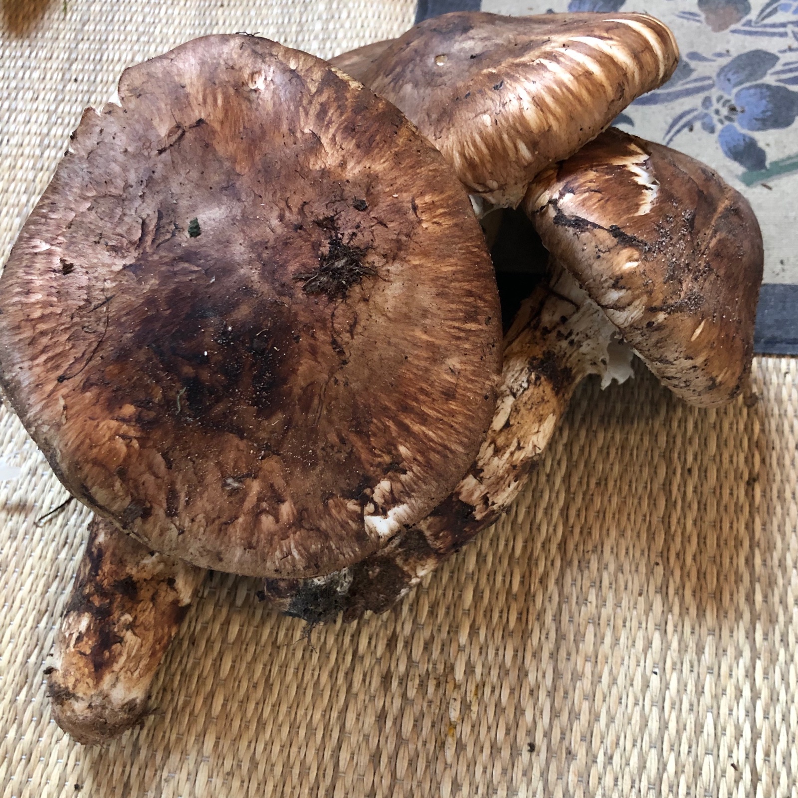 長野県産松茸200g | 野菜/きのこ 産直アウル 農家から直接野菜などの