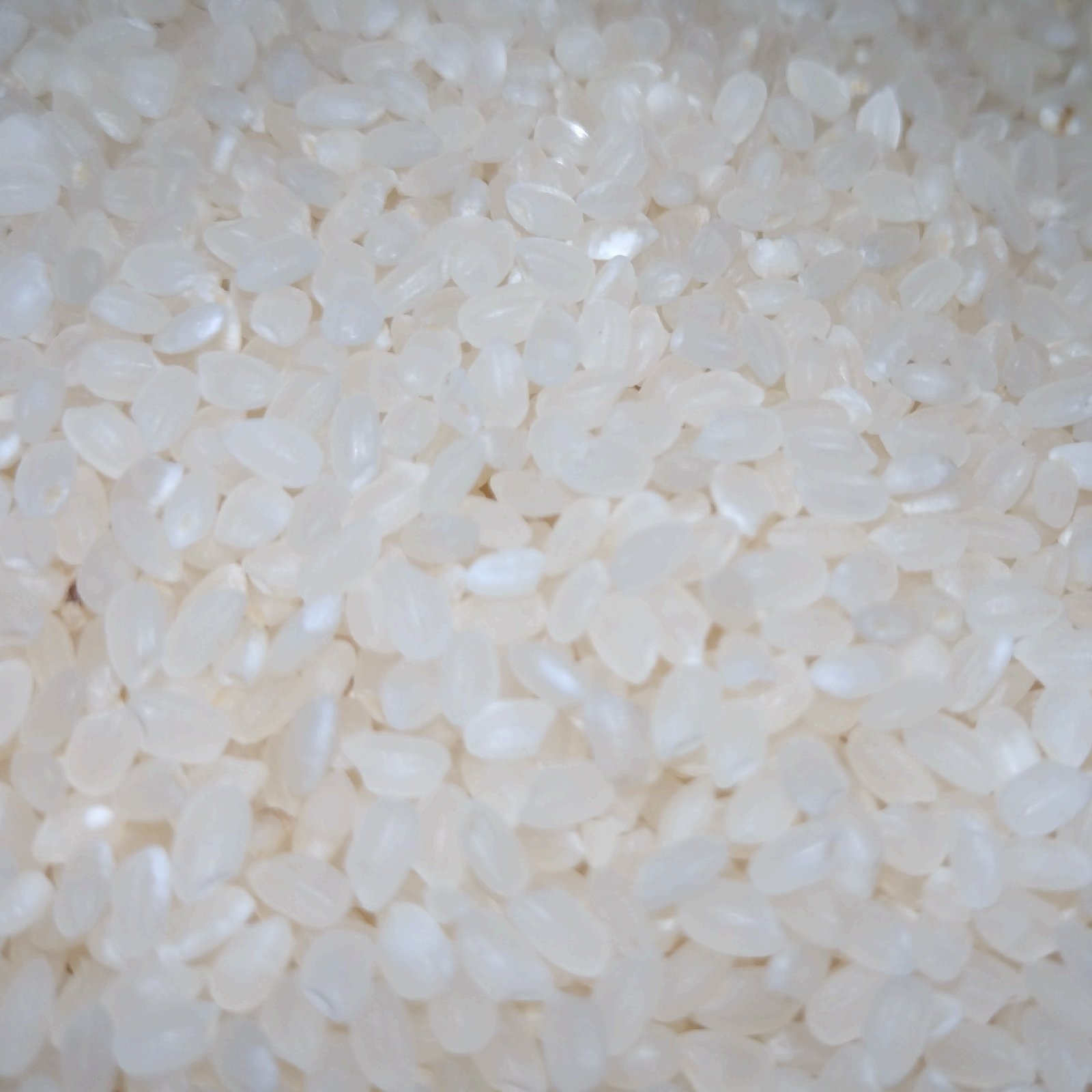 宮崎県産の2025年新米無洗米コシヒカリ20kg | 米・穀物/無洗米 産直