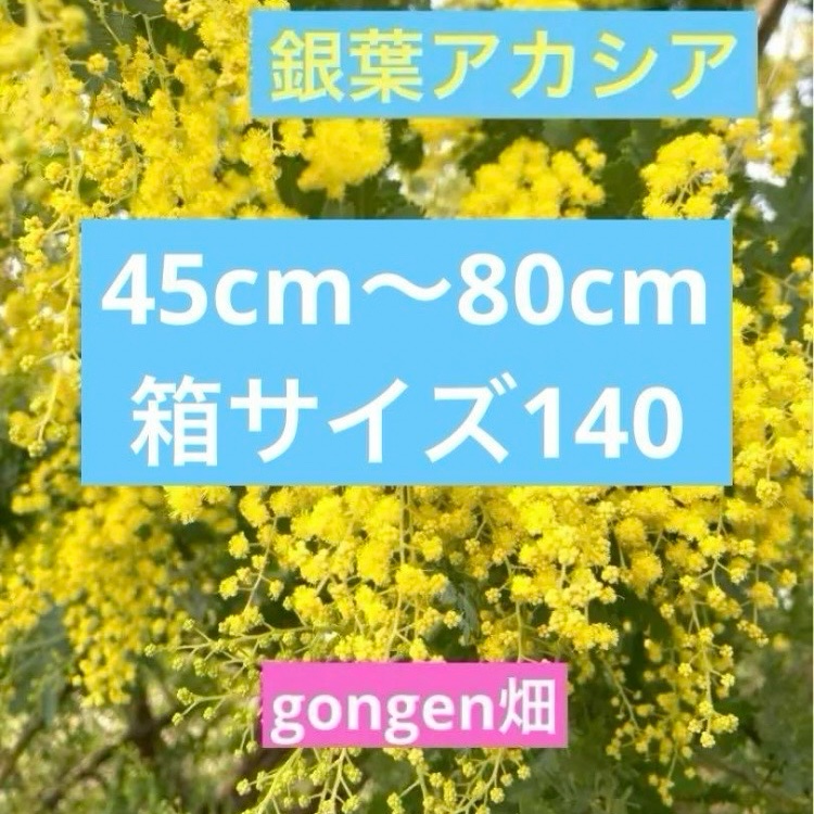高知県産 gongen畑のミモザ140 ｜ 花・植物/花・植物 産直アウル 農家