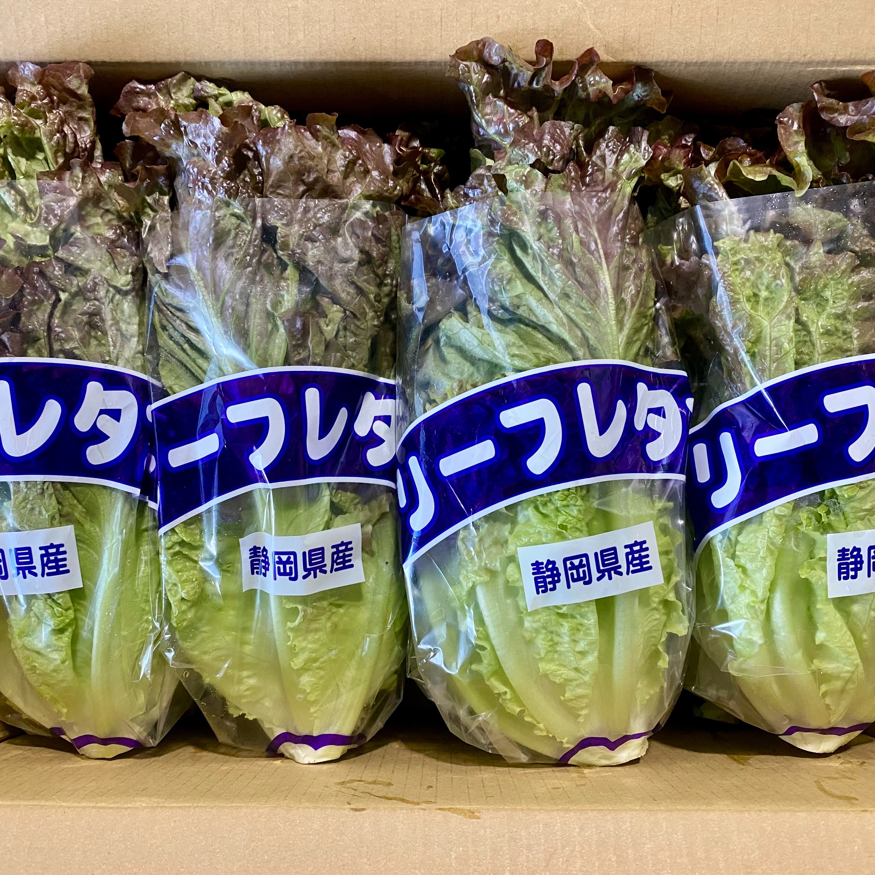 採りたてふんわ～り！彩りサニーレタス8袋 ｜ 野菜/レタス 産直アウル