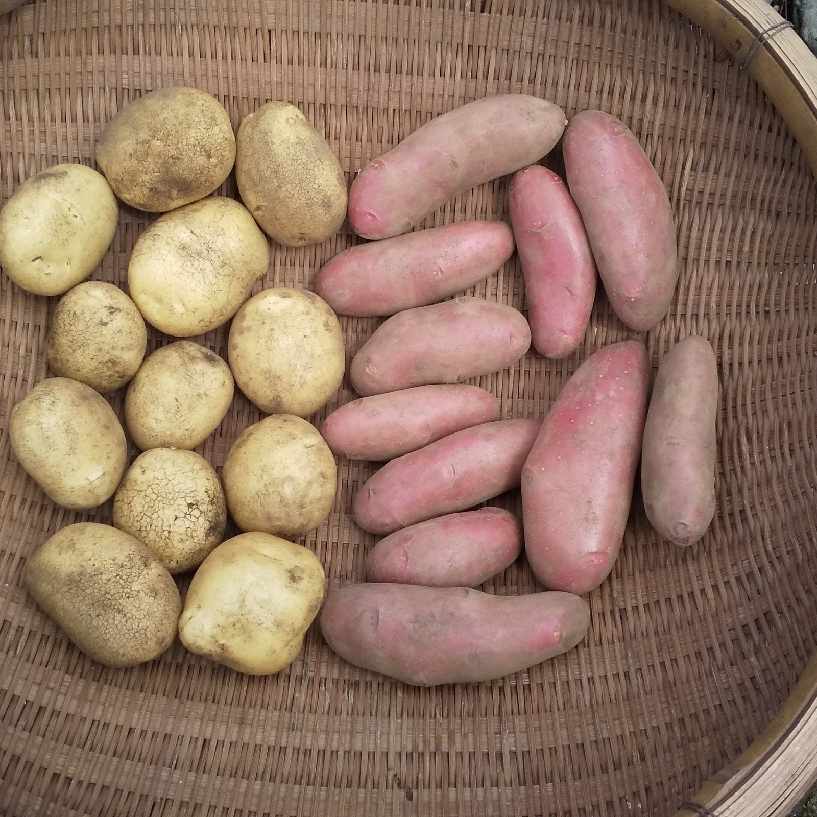 農薬不使用 紅白ジャガイモセット３キロ 野菜 じゃがいも 産直アウル Owl 農家から直接野菜などの食材を購入できる産地直送の宅配通販サイト