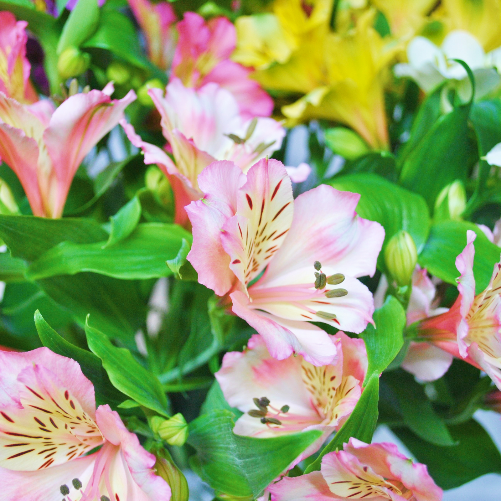 公式オンラインストア 正規 Vivi214様 ご専用 アルストロメリア 106d0610 ポッキリ価格セール Pn Batam Go Id