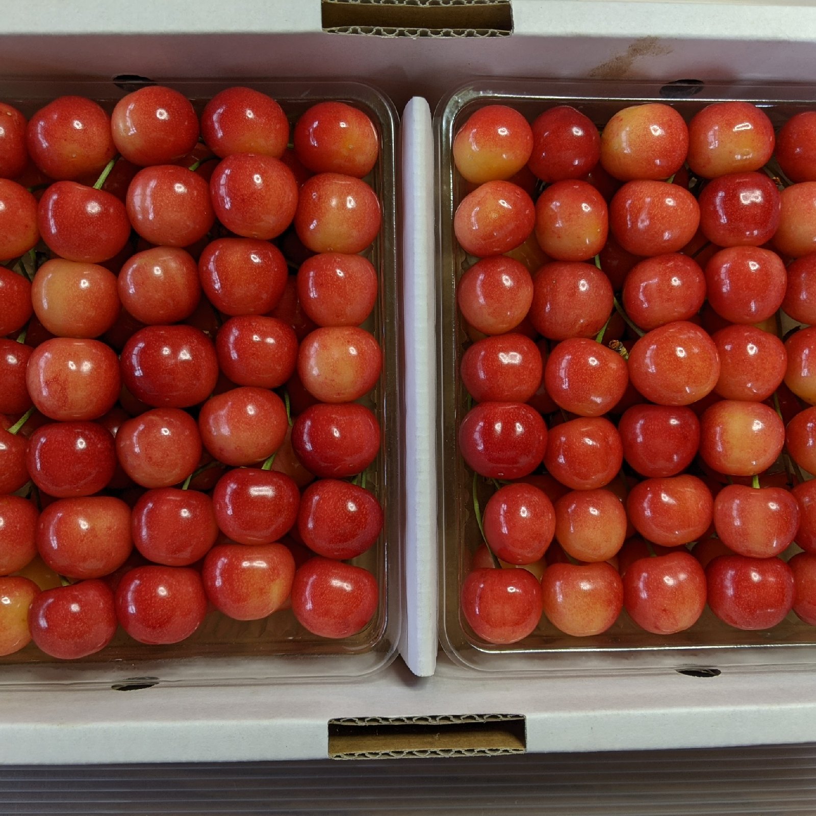 さくらんぼ佐藤錦家庭用800g ｜ 果物/さくらんぼ 産直アウル 農家 