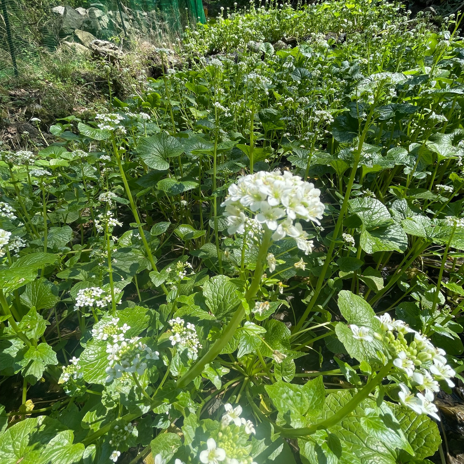 わさびの花500g わさび中サイズ600g 朝獲れ】東京産 わさびの花 ｜ 野菜/薬味 産直アウル 農家・漁師など
