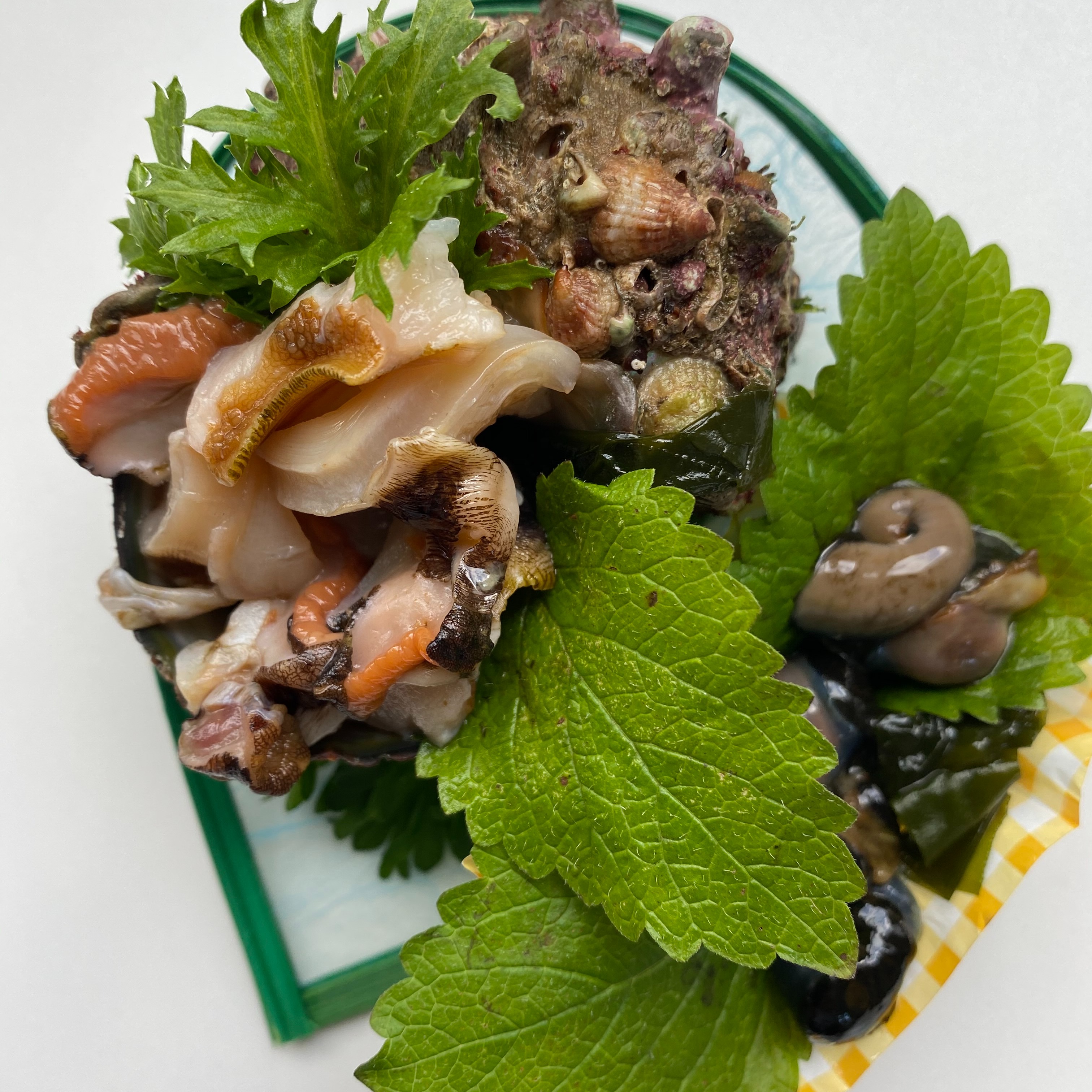 佐渡産 サザエ（1kg） ｜ 魚介類/サザエ 産直アウル 農家・漁師など