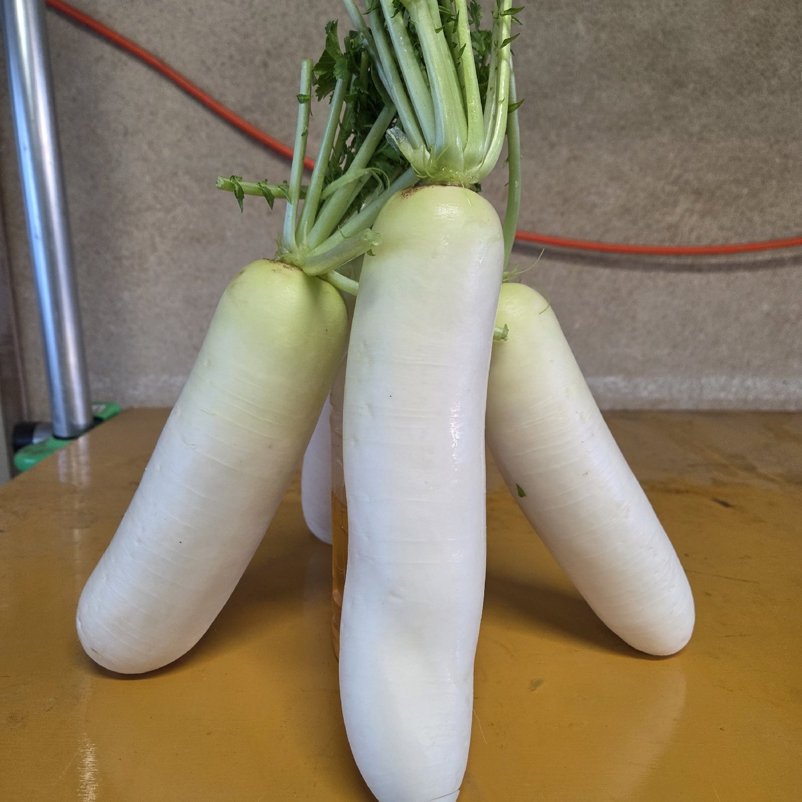 訳あり 青首大根 B品 10キロ ｜ 野菜/大根 産直アウル 農家・漁師など