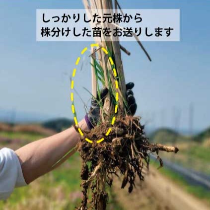 マコモ（マコモダケ）の苗（小3本セット）【奈良県産・無農薬・無肥料