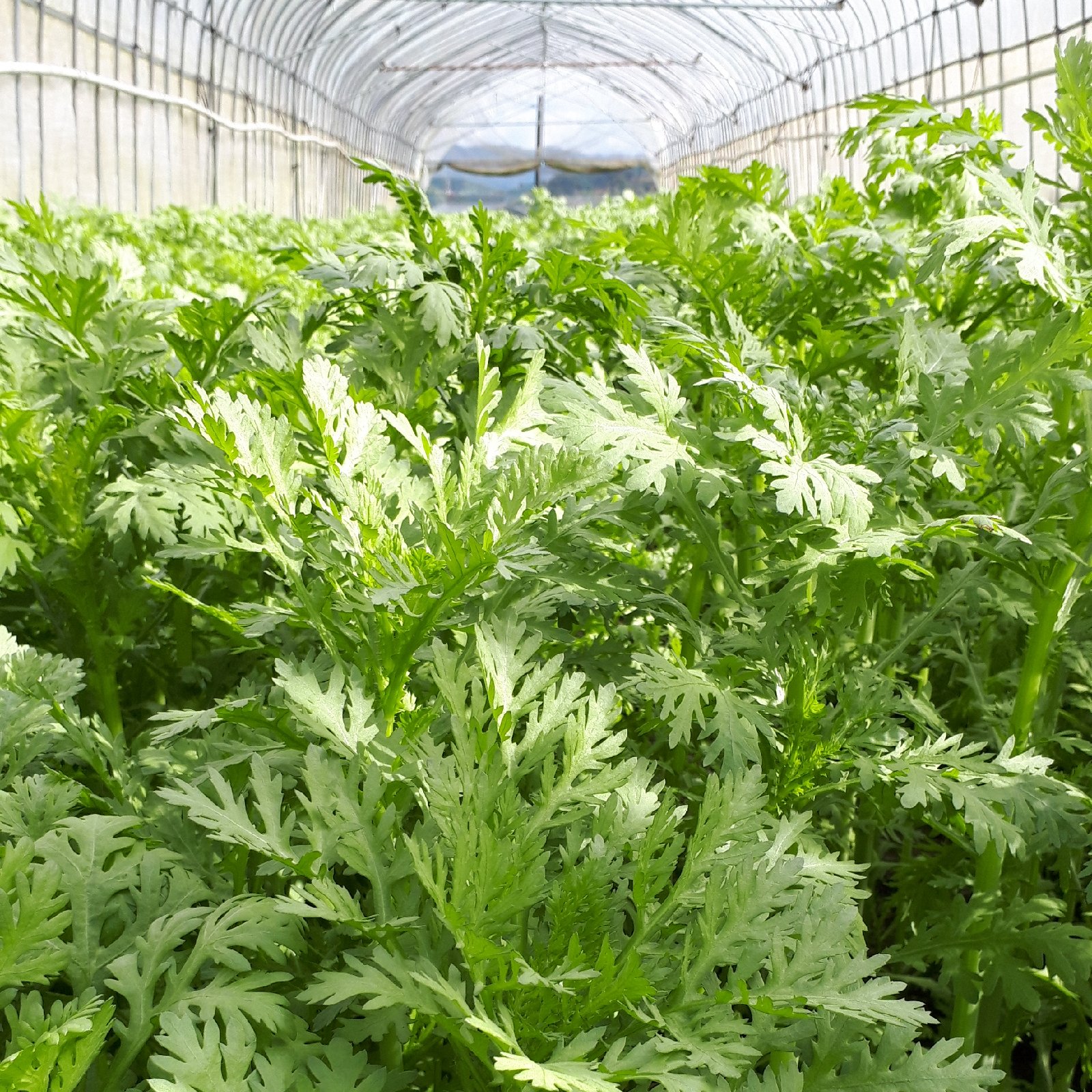 ☆そるる★様相談用【愛媛県産】水菜100サイズ箱いっぱい　春菊 ☆そるる☆様相談用【愛媛県産】水菜100サイズ箱いっぱい 春菊 ショップ