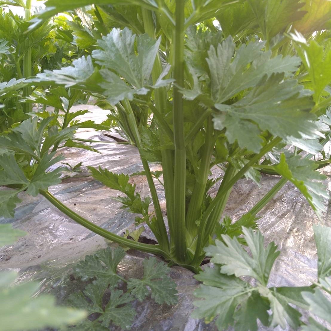 ちょっと小ぶりなセロリ500g～600gのセロリ2株入りです ｜ 野菜