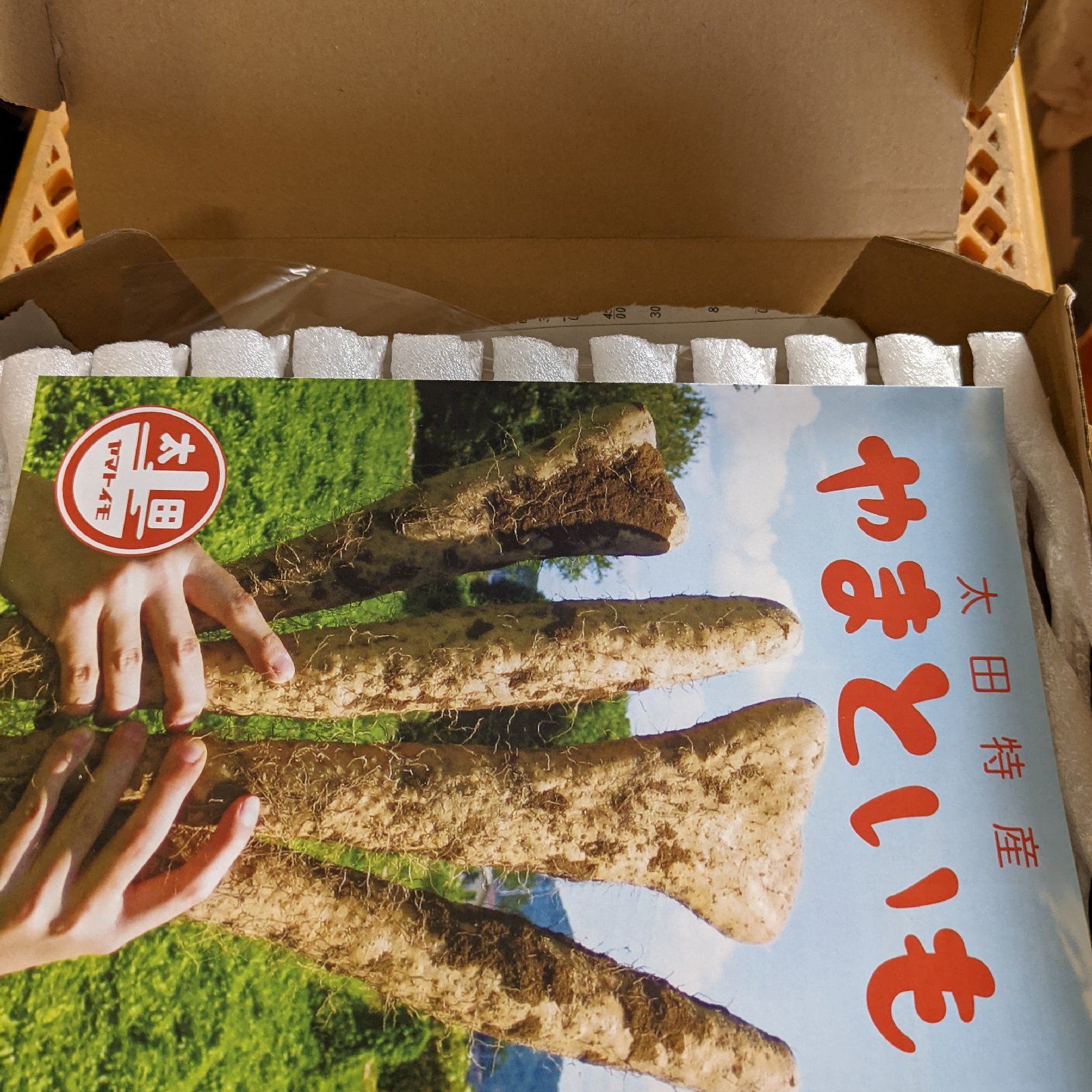 大和芋（ぐんまトロリン）泥付き 3本約1キロ 群馬県尾島産 ｜ 野菜