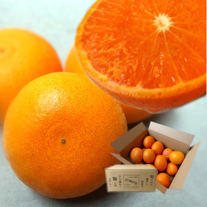 木熟せとか ご家庭用 お試し食べきりサイズ 約2kg【413】 ｜ 果物