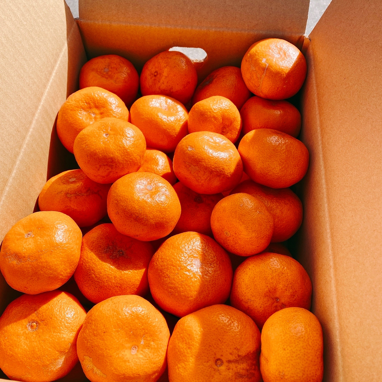 三ヶ日】 青島みかん ブサ皮くん 5kg | 果物/温州みかん 産直アウル