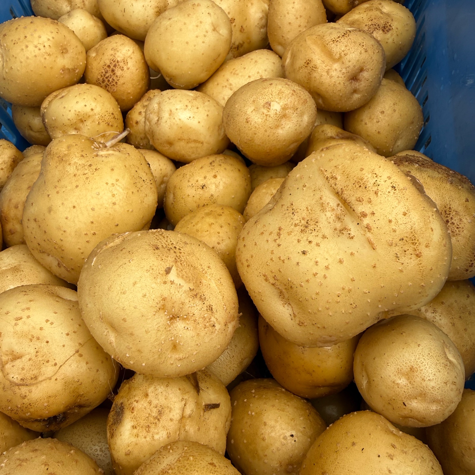 無農薬 じゃがいも［男爵］EM自然農法 訳アリ 1kg ｜ 野菜/じゃがいも