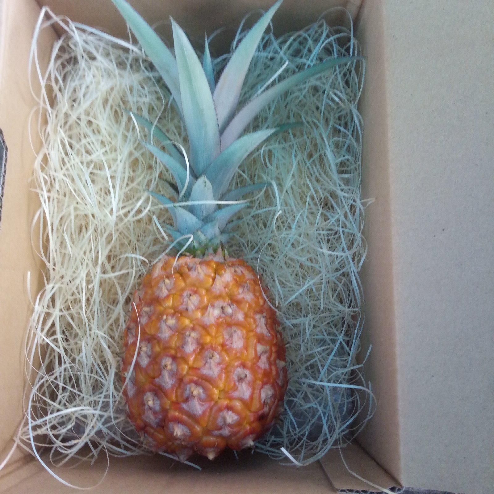 倉敷奥田農園のピーチパイン | 果物/その他果物 産直アウル 農家から