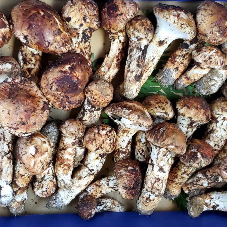 訳あり】【家庭用】岩手県たのはた産 天然松茸 200g クール便 | 野菜