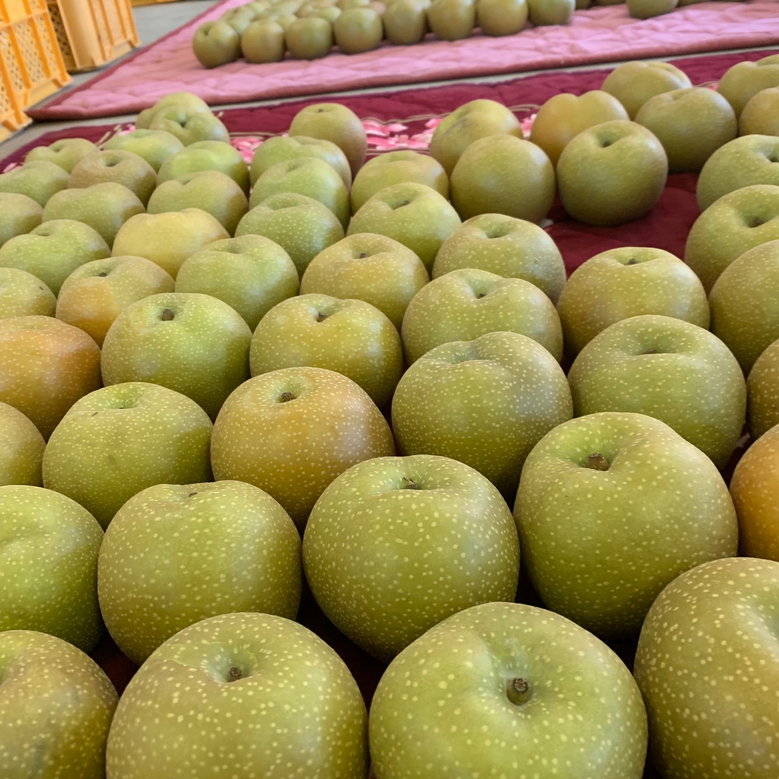 期間限定】【新品種】凛夏 5キロ | 果物/梨 産直アウル 農家から直接