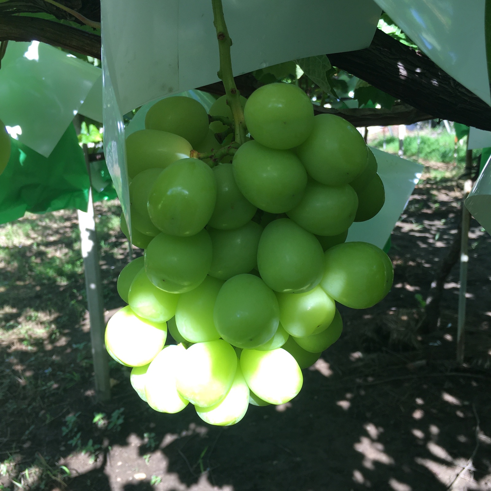 山梨県産シャインマスカット2〜3房1.3kg 8月中旬順次発送 | 果物