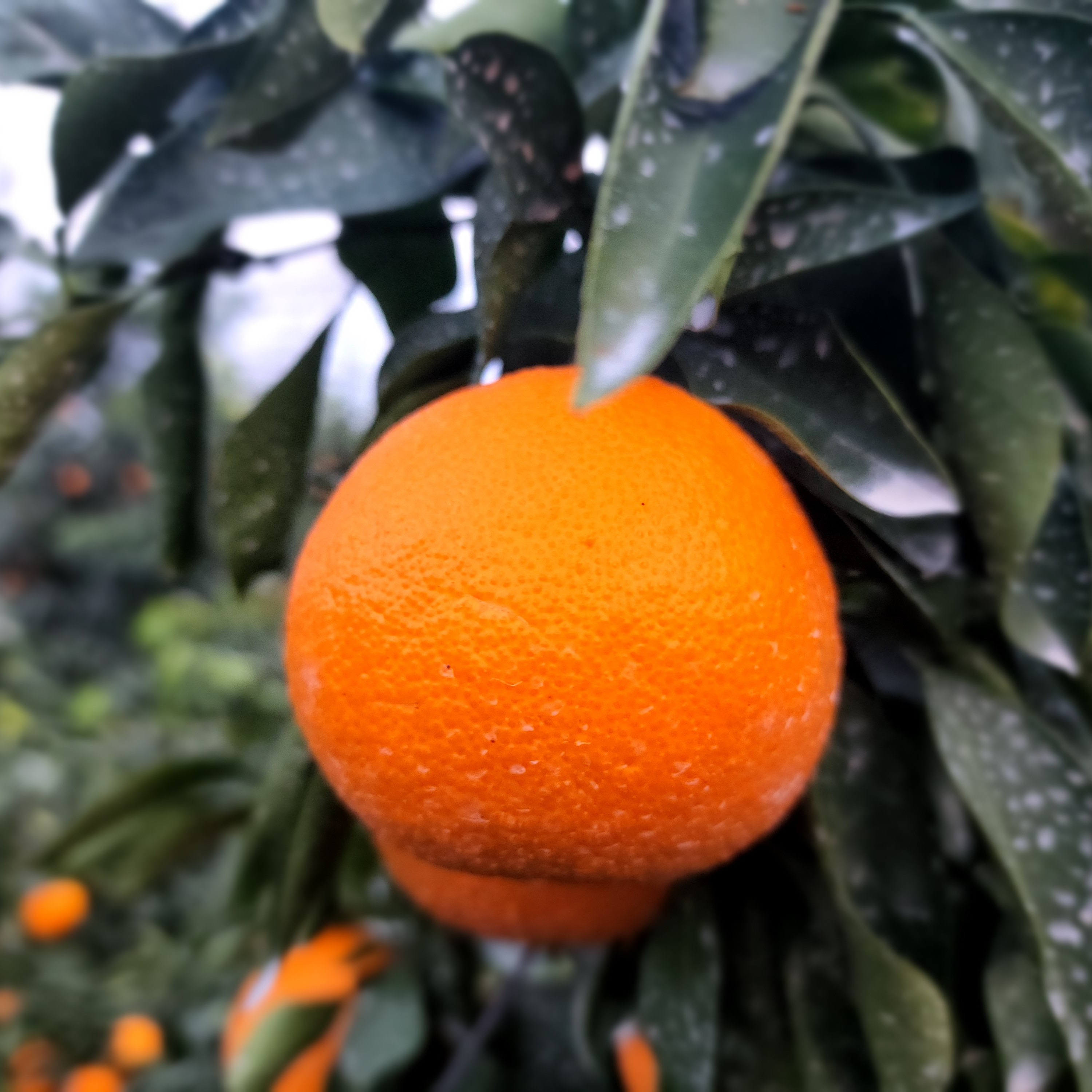 箱込約1㌔ 家庭用蔵出しマドンナ 愛果試28号（マドンナ） | 果物