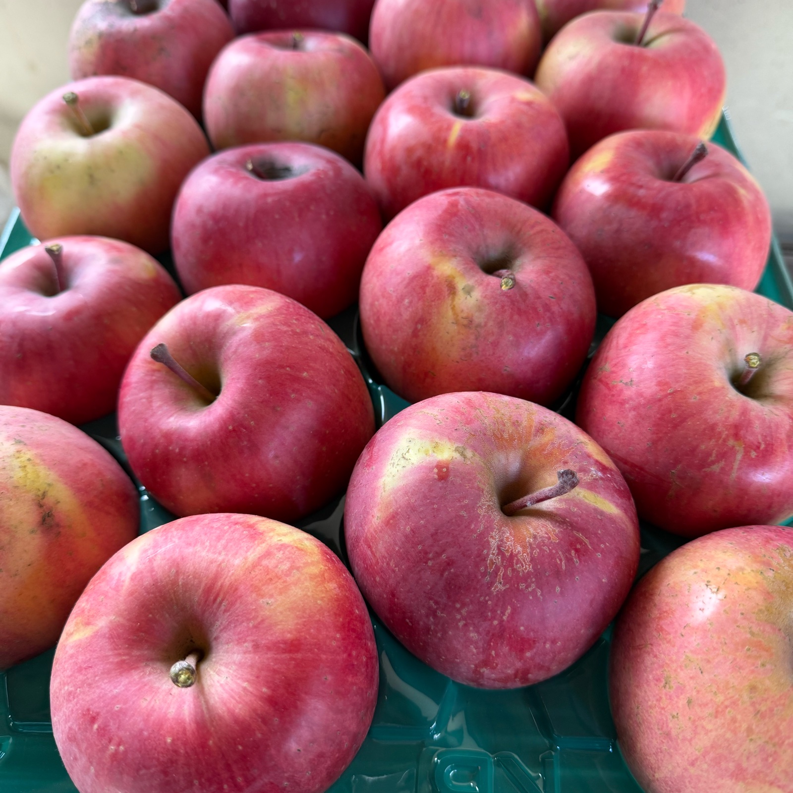 長野りんご サンふじ 5キロ 減農薬栽培、化学肥料除草剤不使用 | 果物