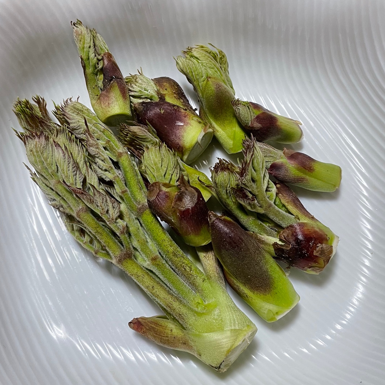 タラの芽　山菜　1キロ タラの芽 1000g コシアブラ500g ｜ 野菜/山菜 産直アウル 農家・漁師