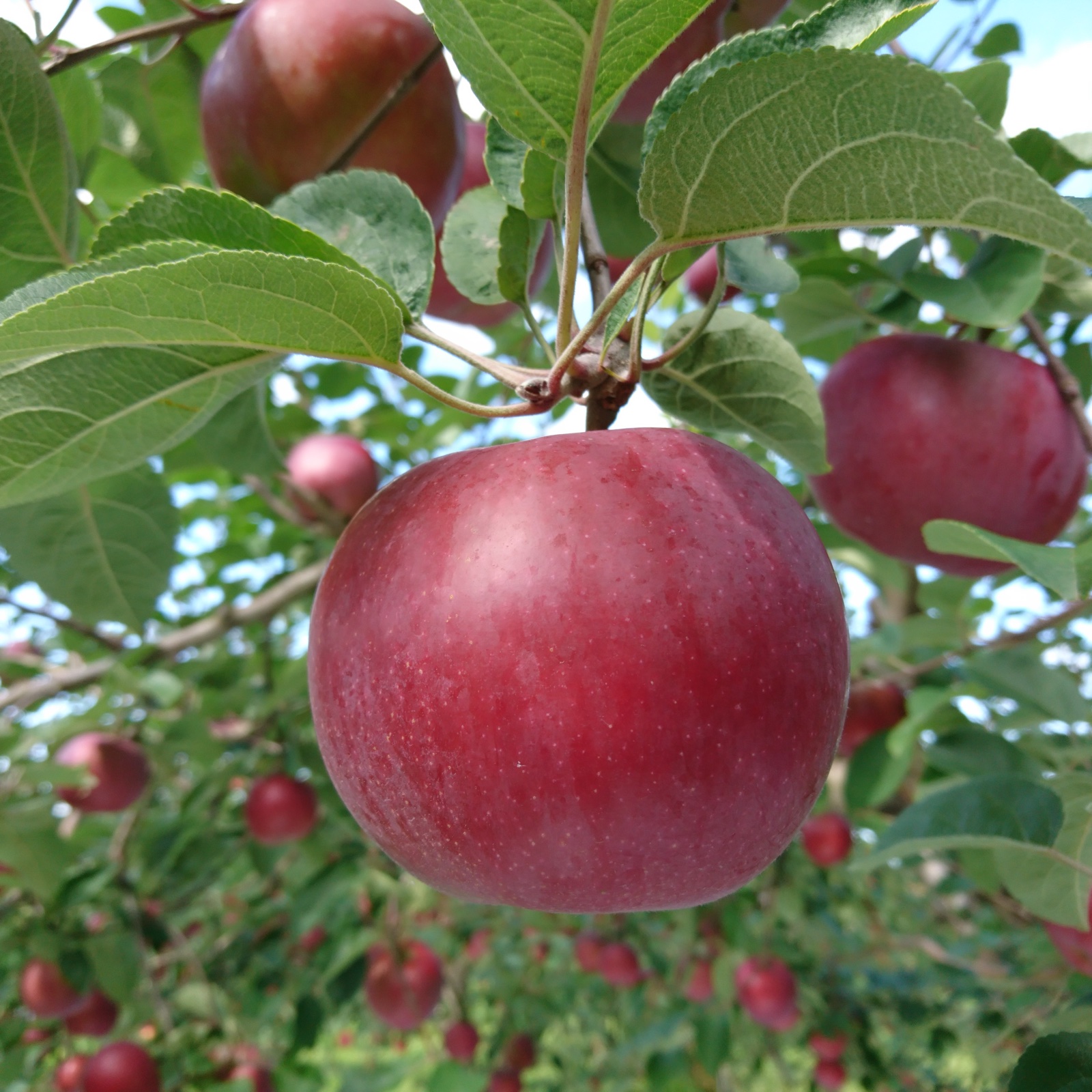 数量限定】希少！「旭りんご」4.5kg | 果物/りんご 産直アウル 農家