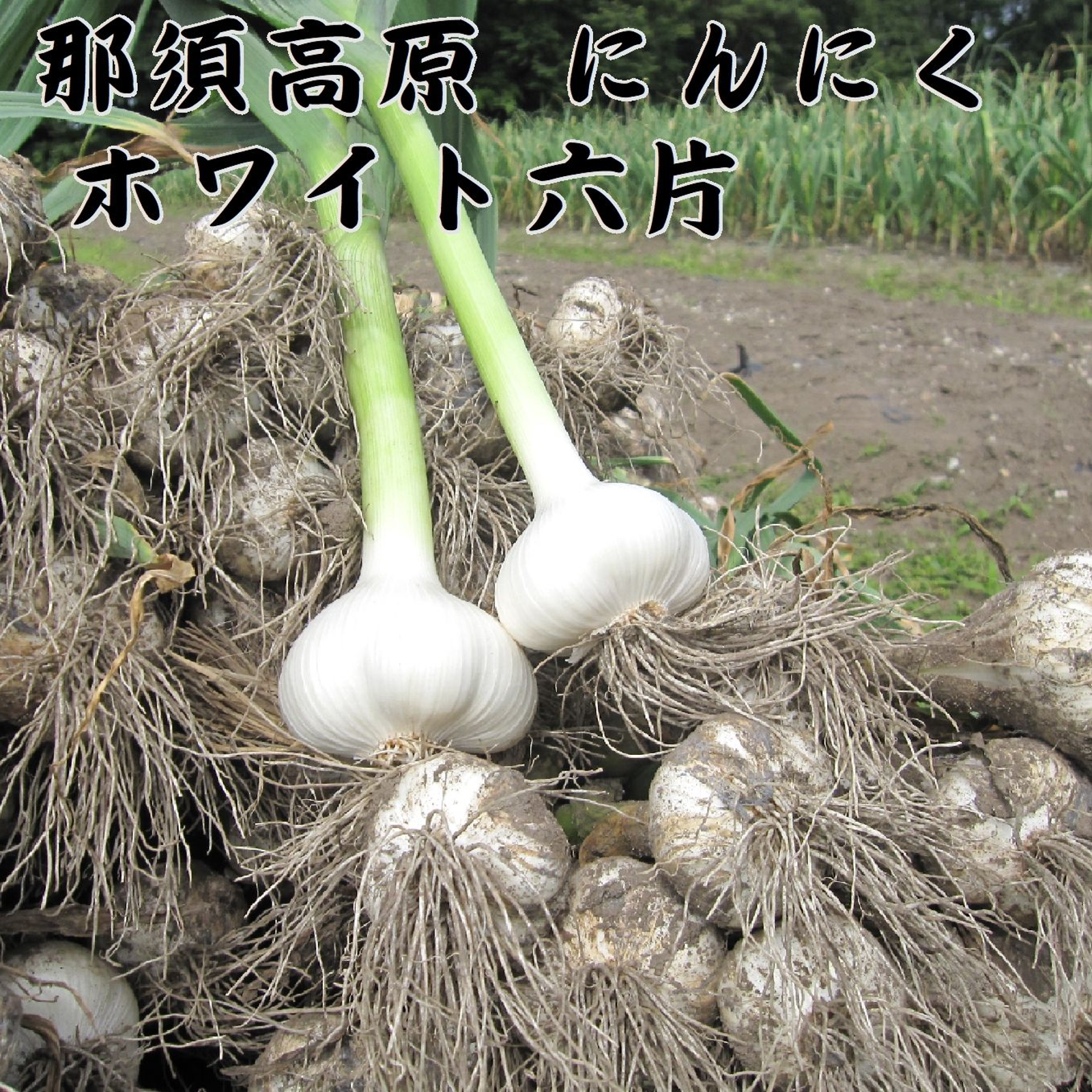 那須高原にんにく ホワイト六片 選別粒 1kg（令和7年産） | 野菜