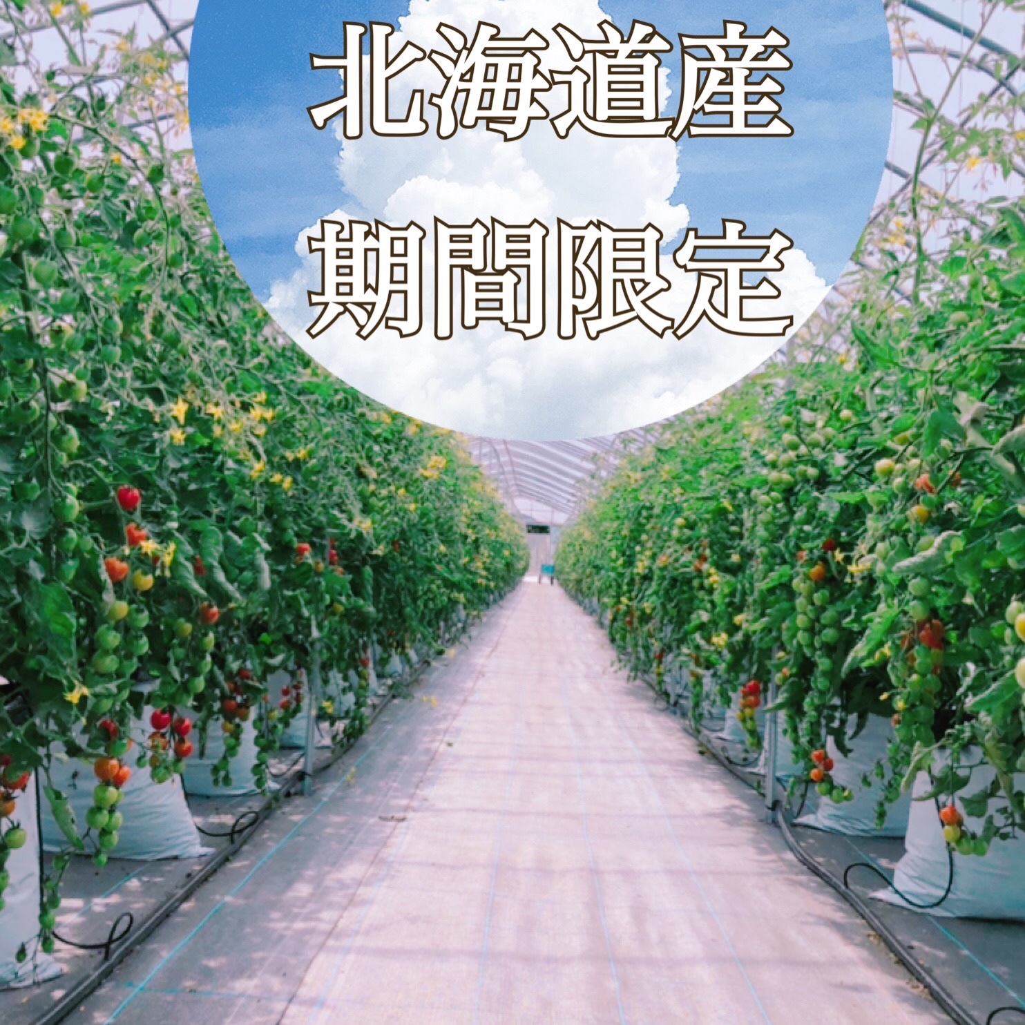 プレミアムルビー(ミニトマト) ｜ 野菜/トマト 産直アウル 農家・漁師 