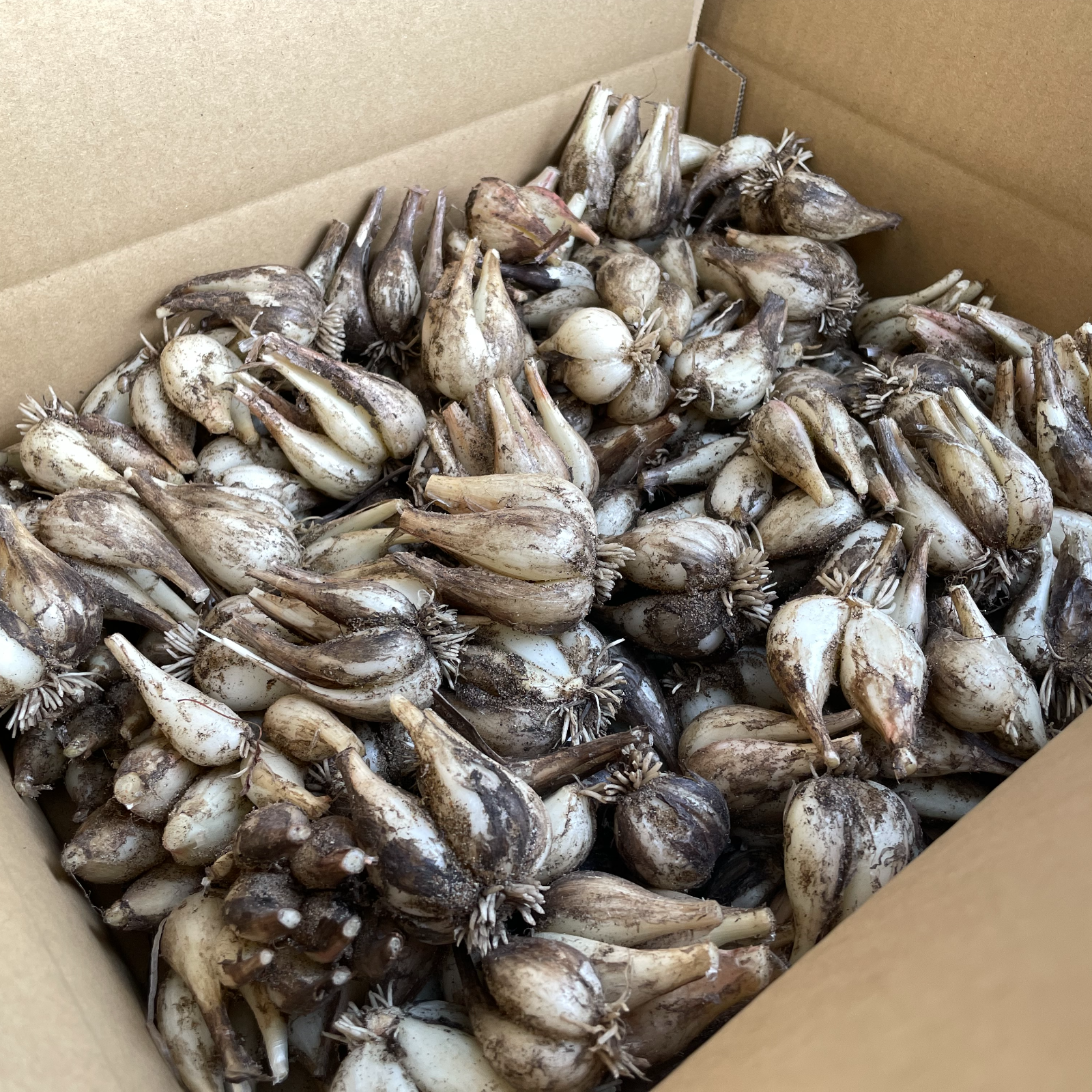 限定栽培 農薬不使用の根付き生らっきょう 10kg 【収穫から最短