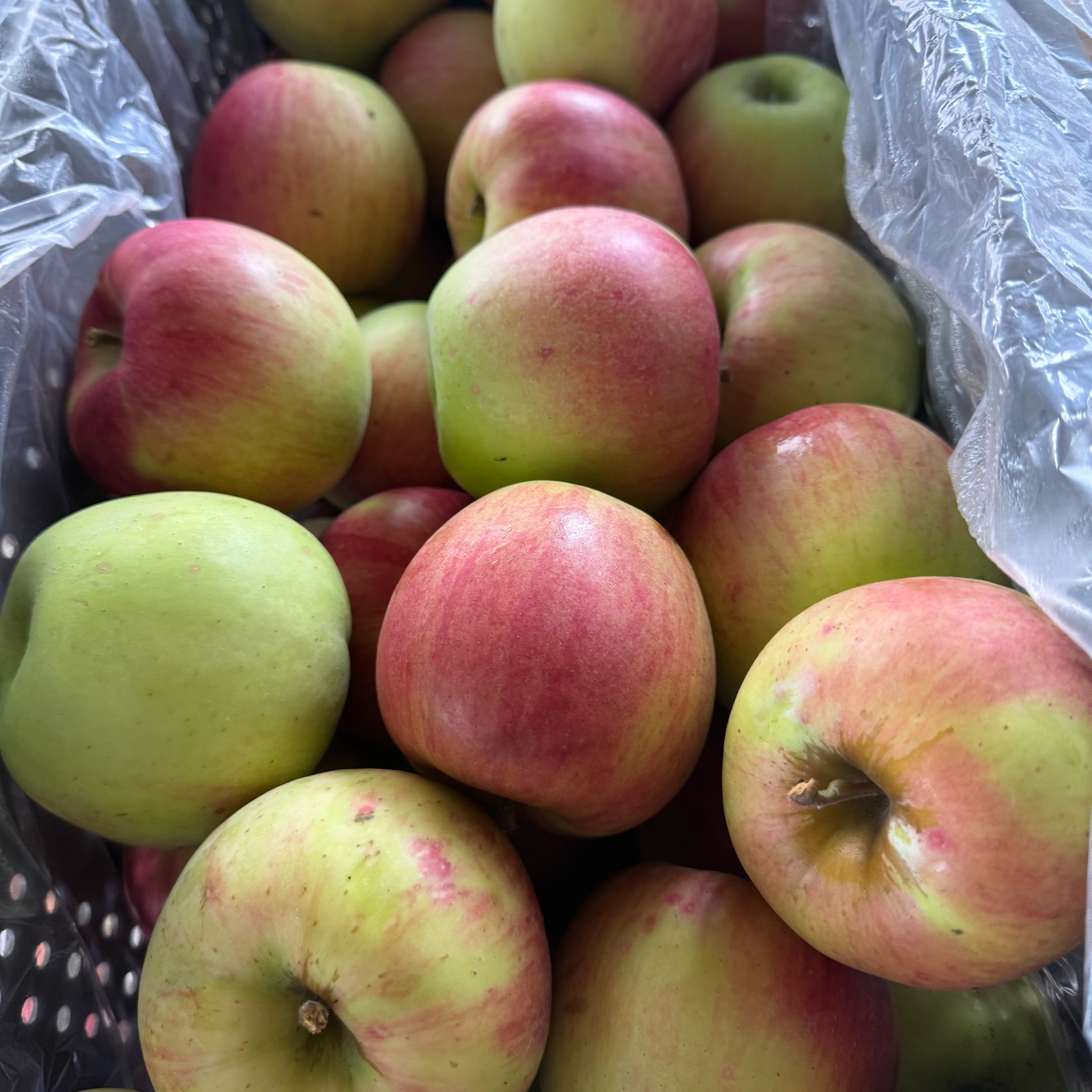 摘果桃9.5キロ〜！ 食品 摘果桃 若桃 9.5kg