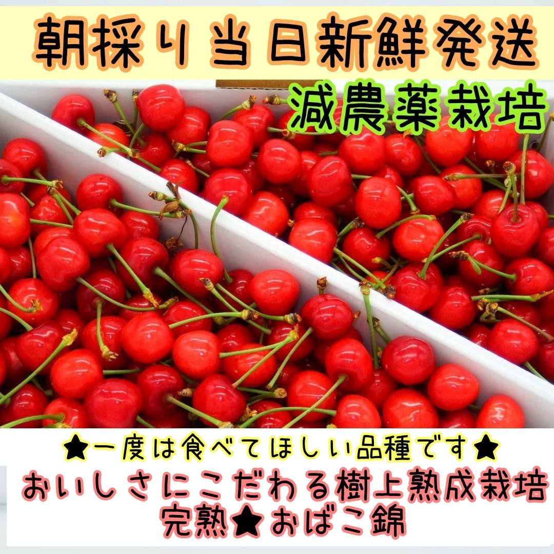 食品 長野県産 サンザシ 大玉サイズ 20kg