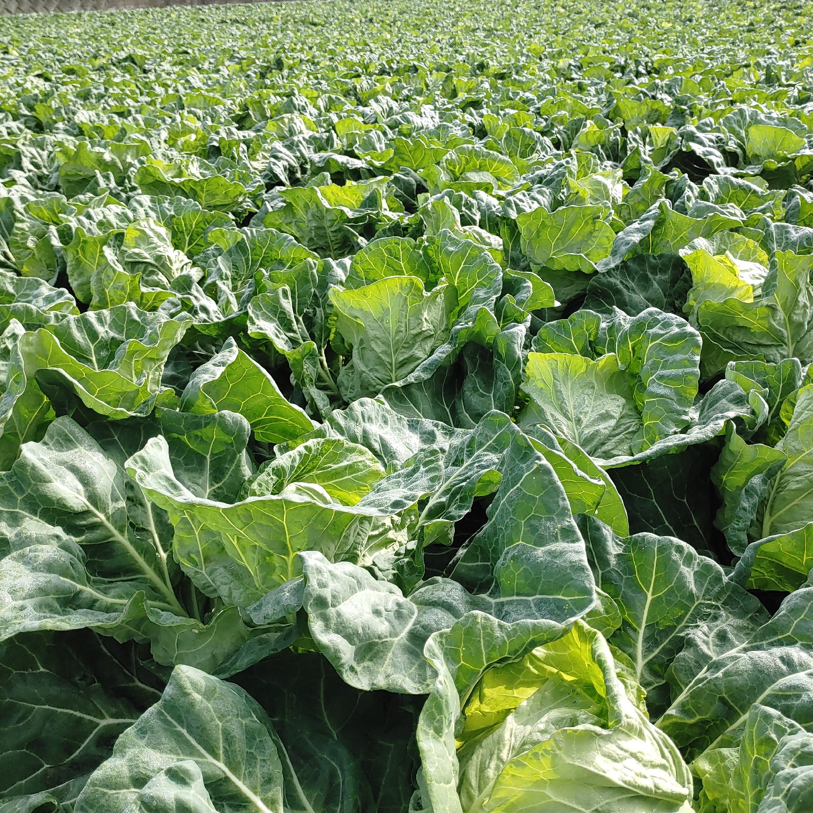 三浦の春キャベツ 1箱(6個入り) | 野菜/キャベツ 産直アウル 農家から