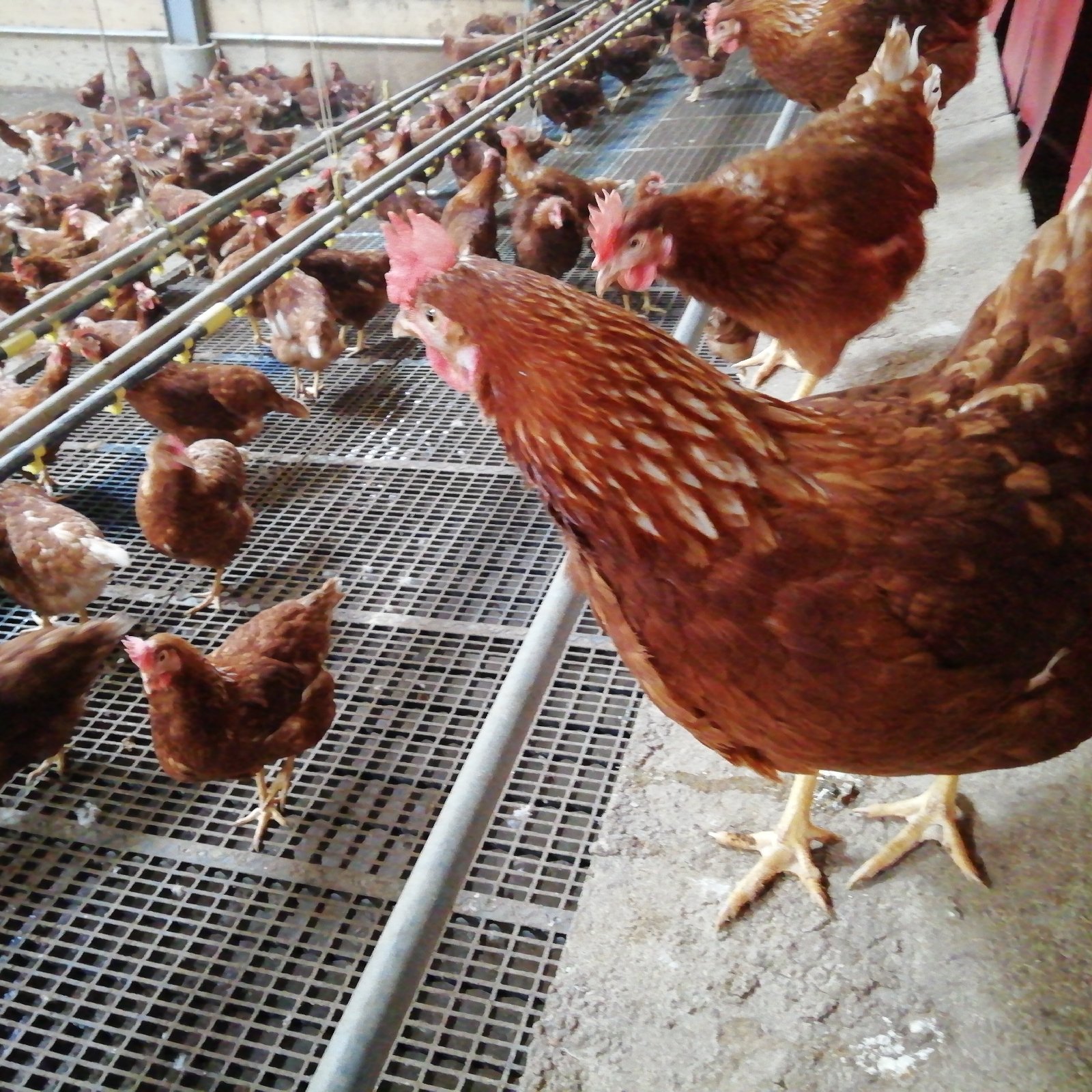 アスタキサンチンを飼料に添加 「平飼い卵」恋ごころ 10個入り✖️3