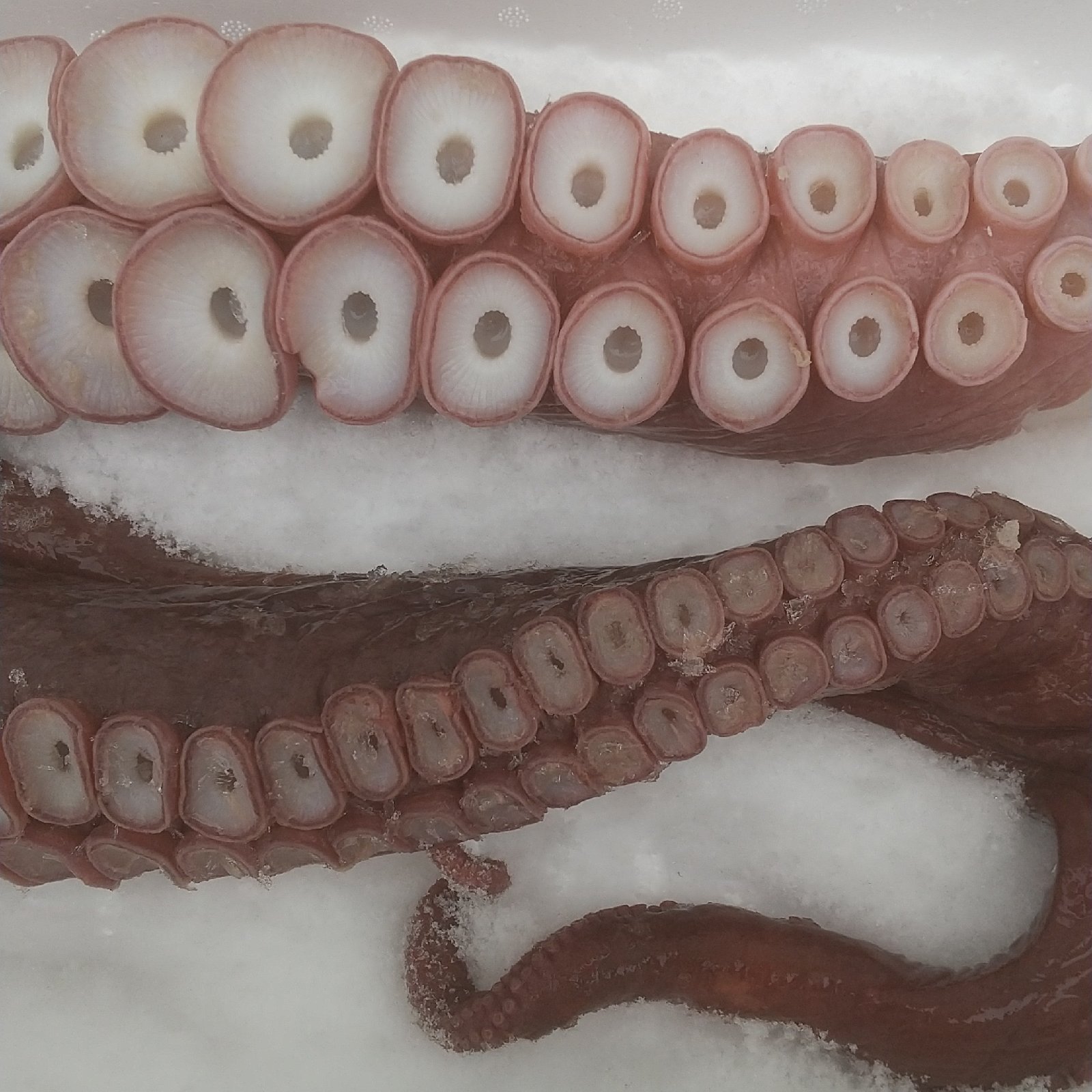 北海道産浜茹でタコ足1.2キロ ｜ 魚介類/タコ 産直アウル 農家・漁師