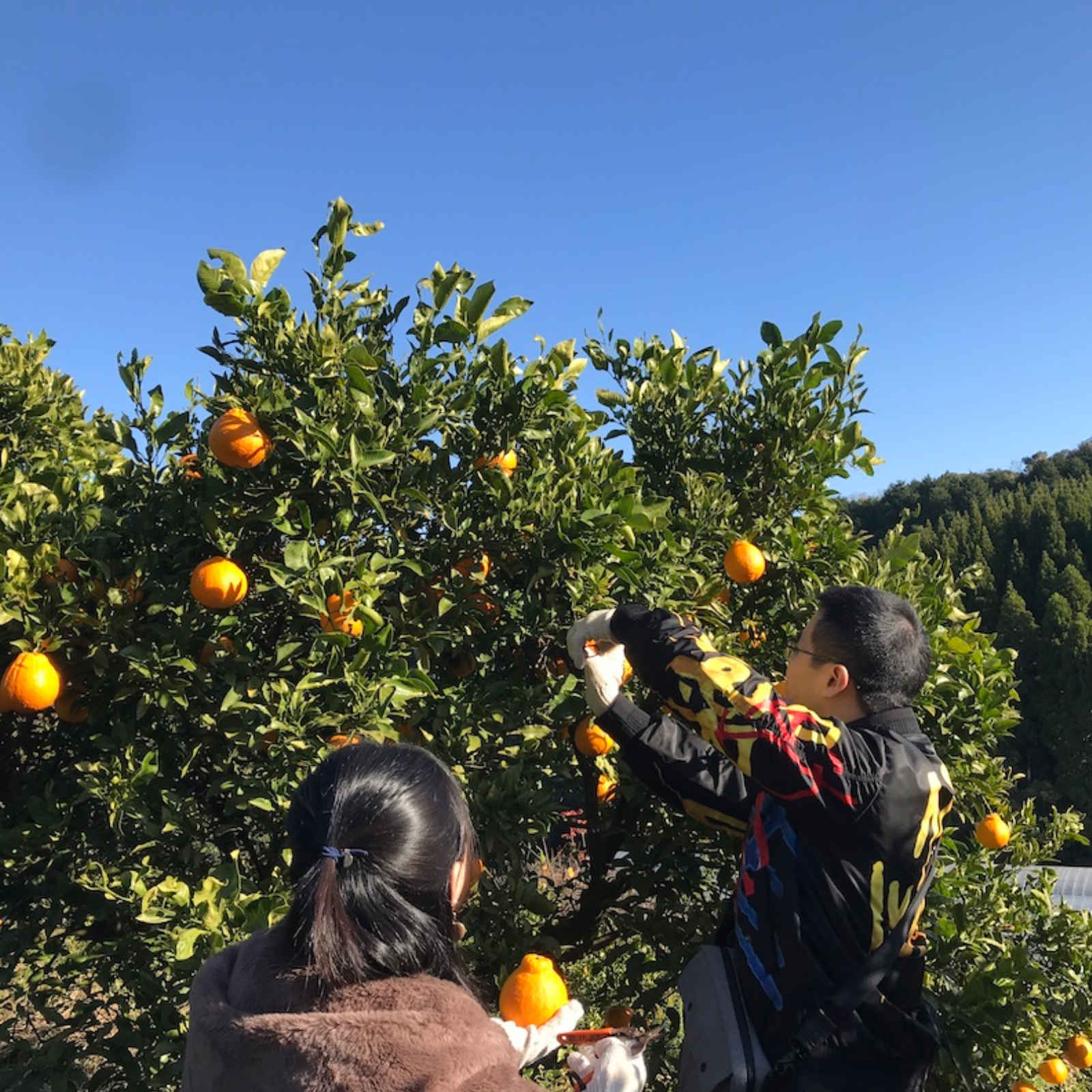 天草産しらぬい　家庭用　箱込10kg みかん 不知火 10Kg」の人気商品一覧 | 安い商品を通販サイトから探す