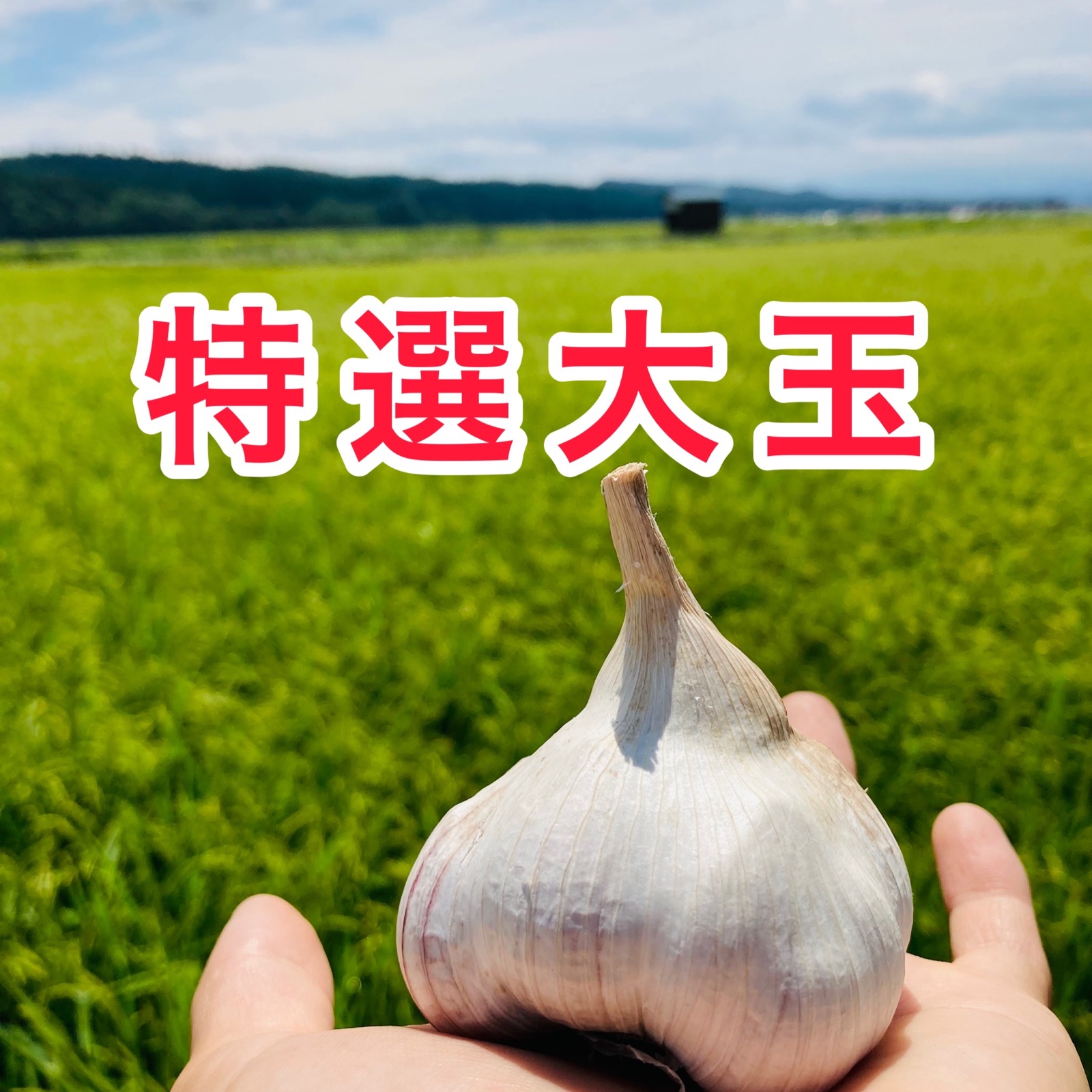 限定 大玉 やまがた最上伝承野菜 最上赤にんにく おまけ付き ｜ 野菜